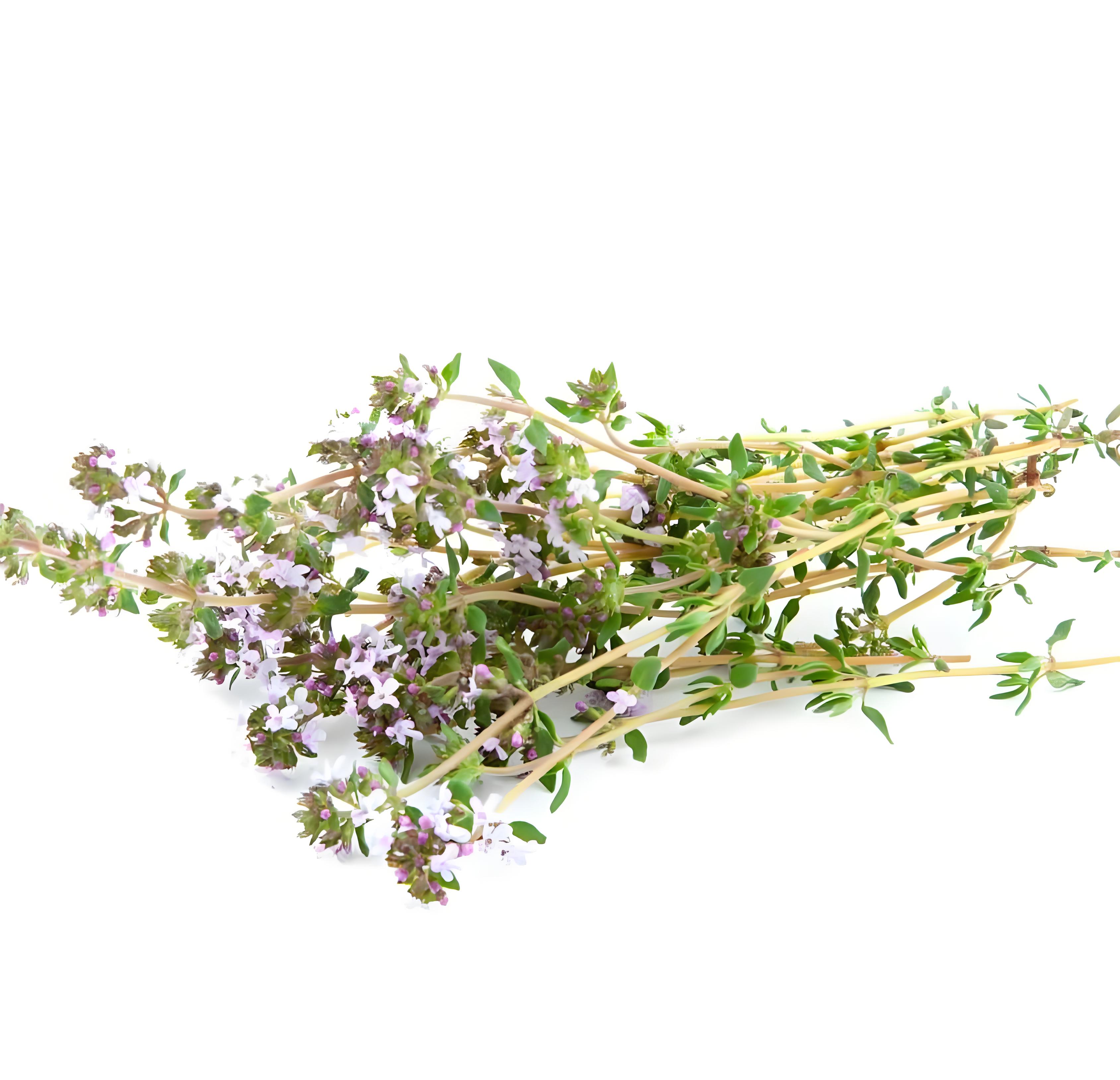 沉香醇百里香 Thyme 