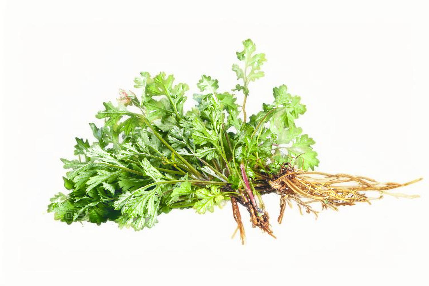 蓝艾草 Chinese mugwort
