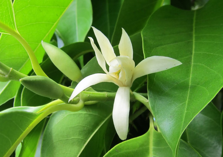 白兰叶 Michelia alba leaf