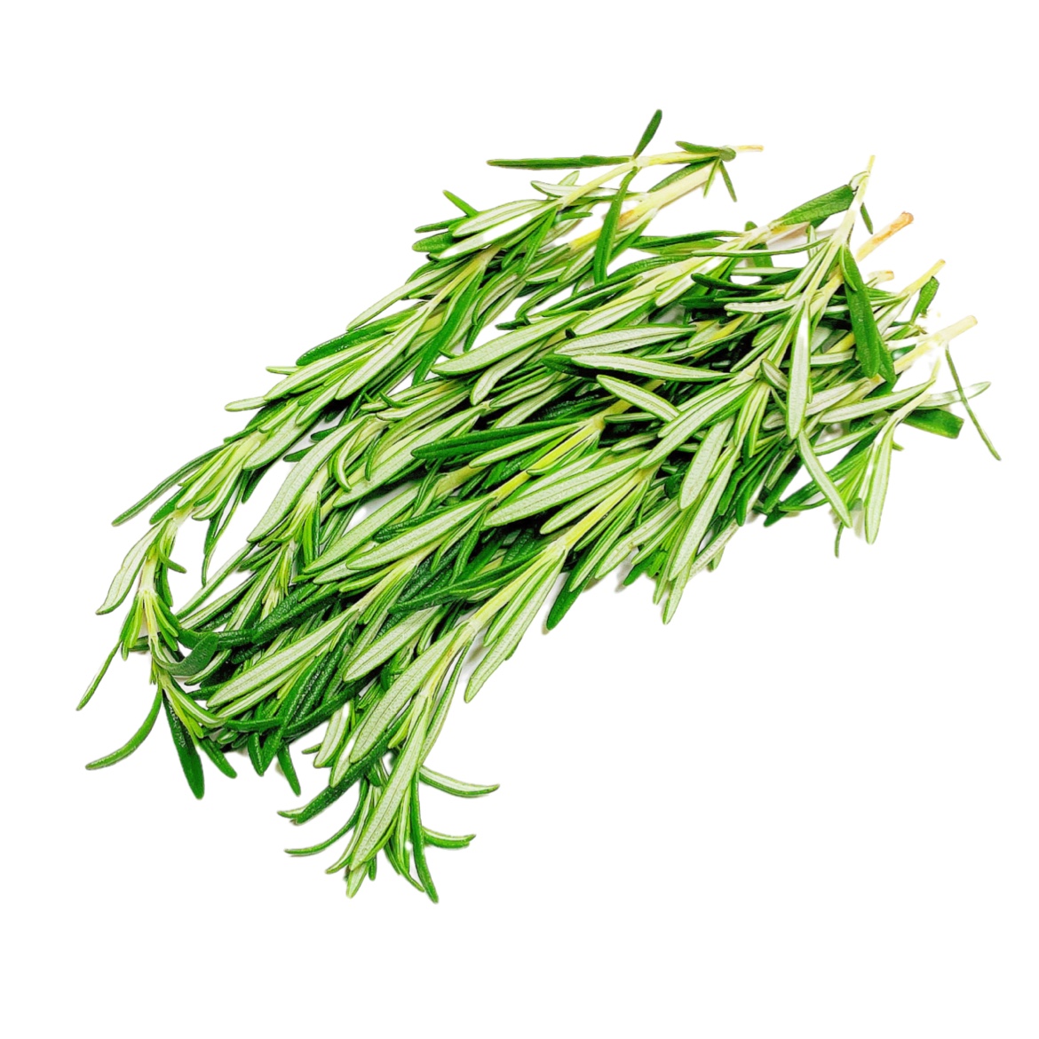 马鞭草酮迷迭香 Rosemary