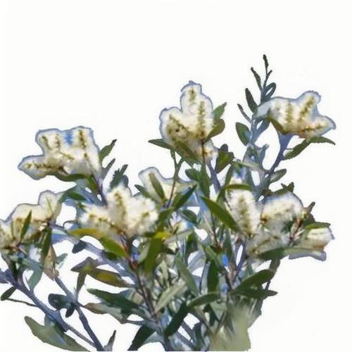 绿花白千层 Melaleuca