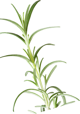澳洲茶树 Tea Tree