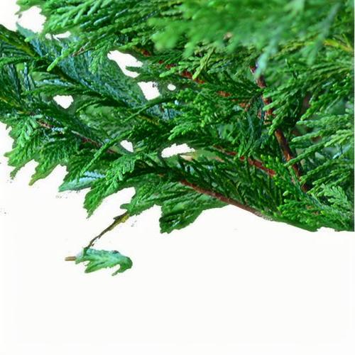 丝柏 Cypress