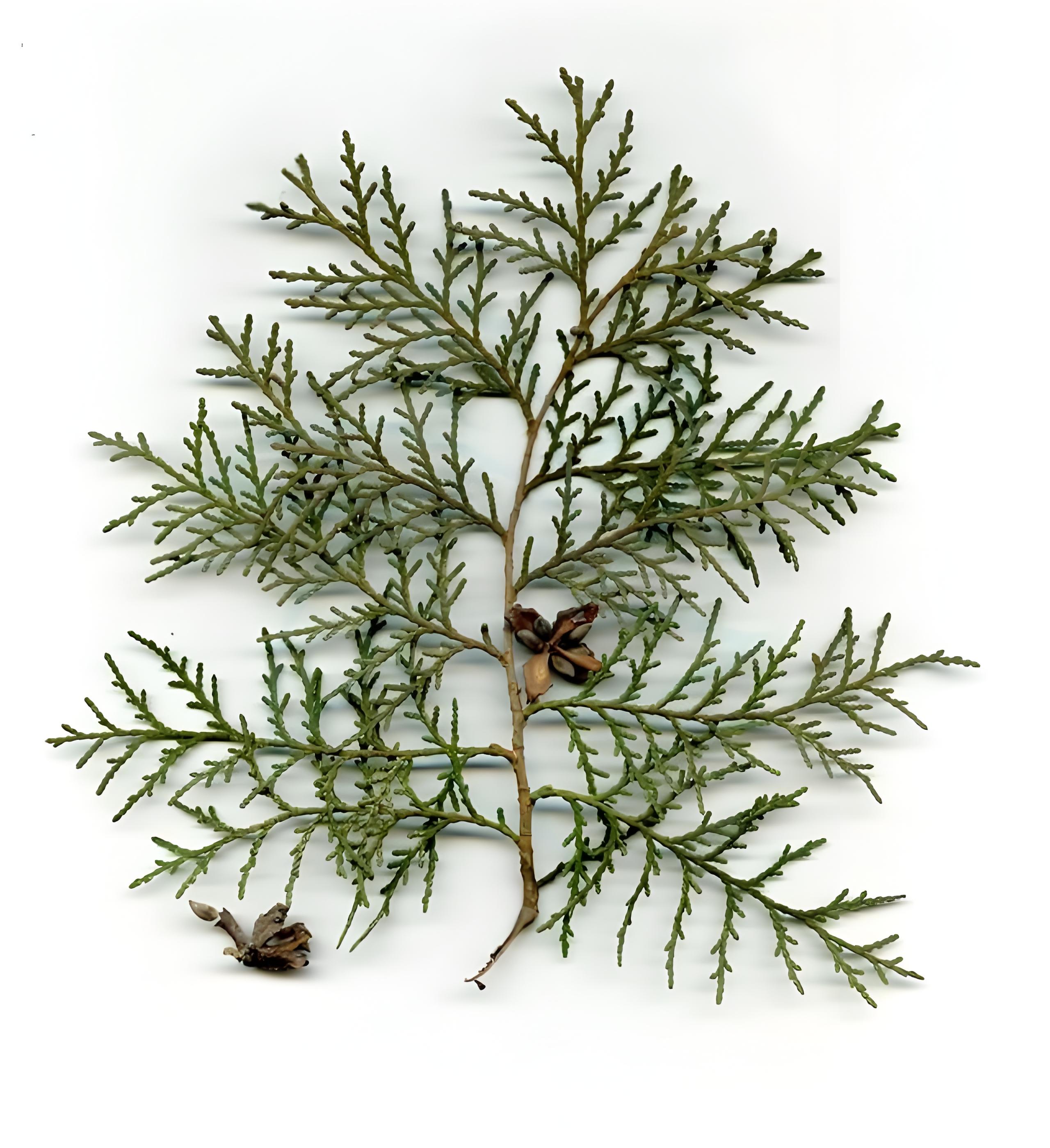 侧柏 Arbor vitae