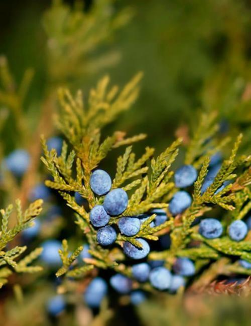 喜马拉雅雪松 Himalayan cedar