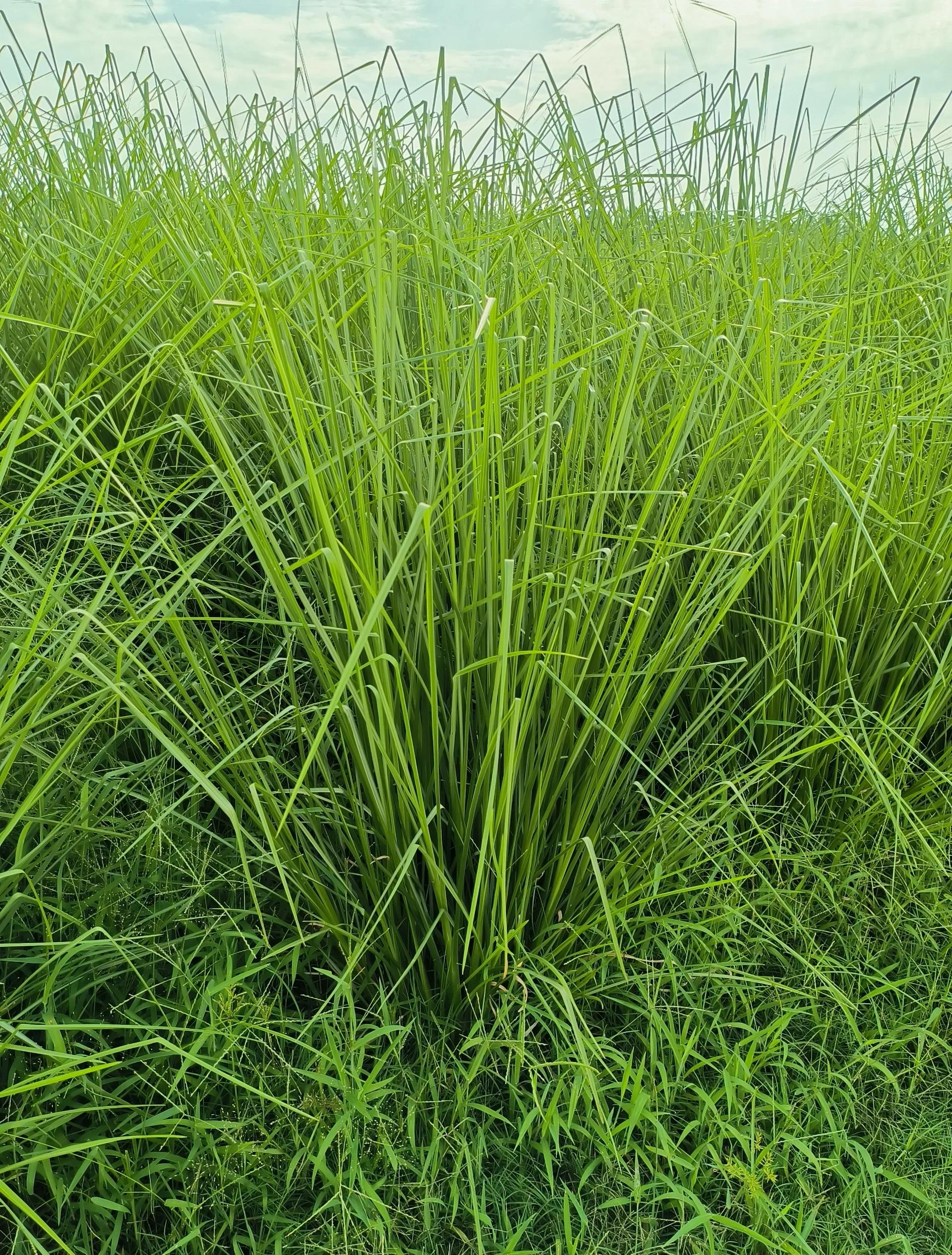 岩兰草