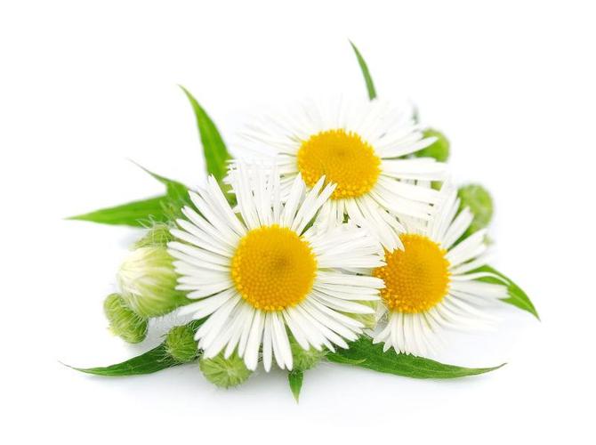 罗马洋甘菊
