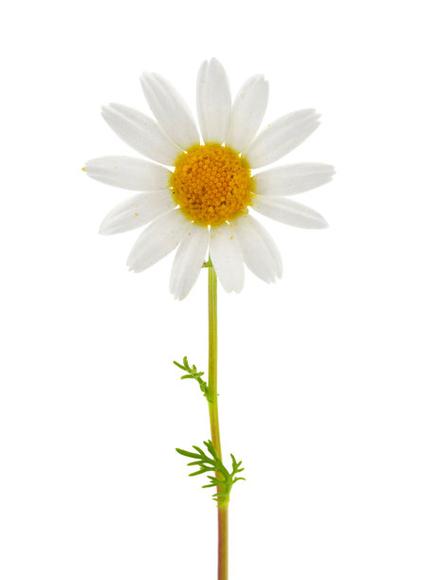 德国洋甘菊 