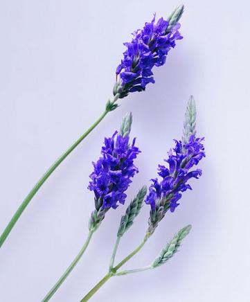 穗花薰衣草