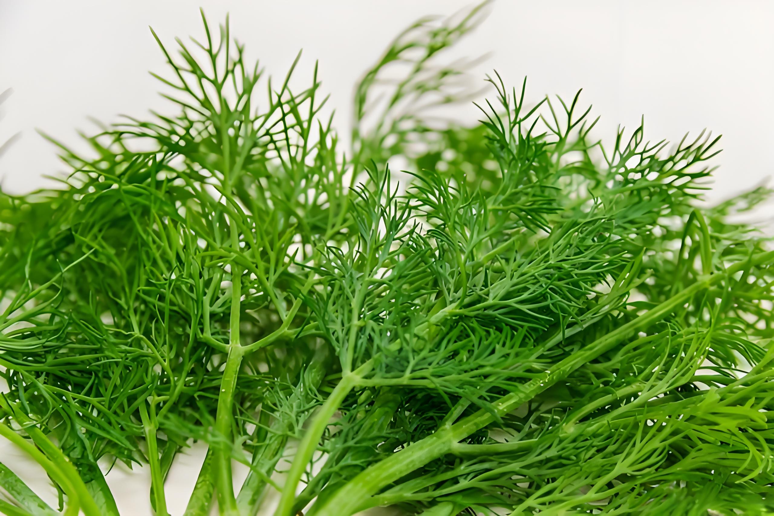 Fennel sweet 甜茴香