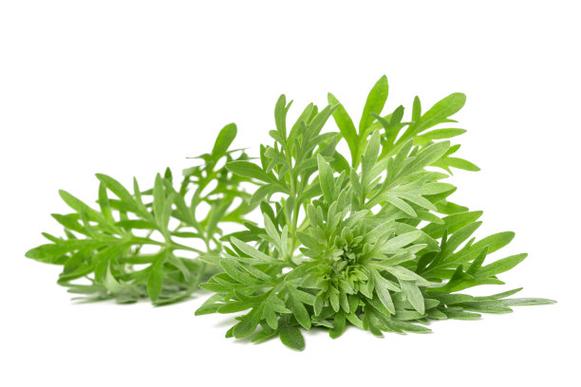 Chinese Mugwort 艾叶