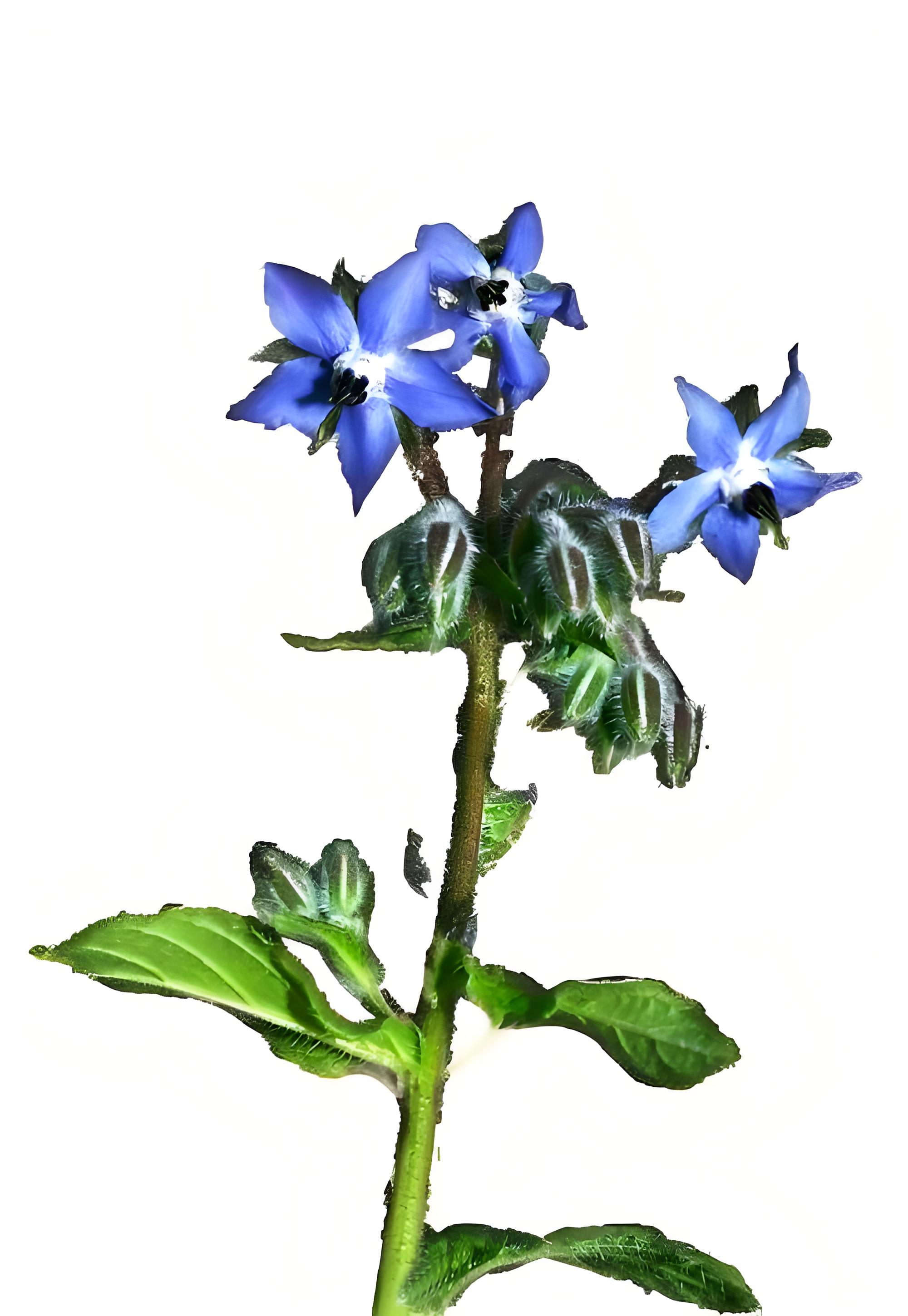 Borage 琉璃苣油