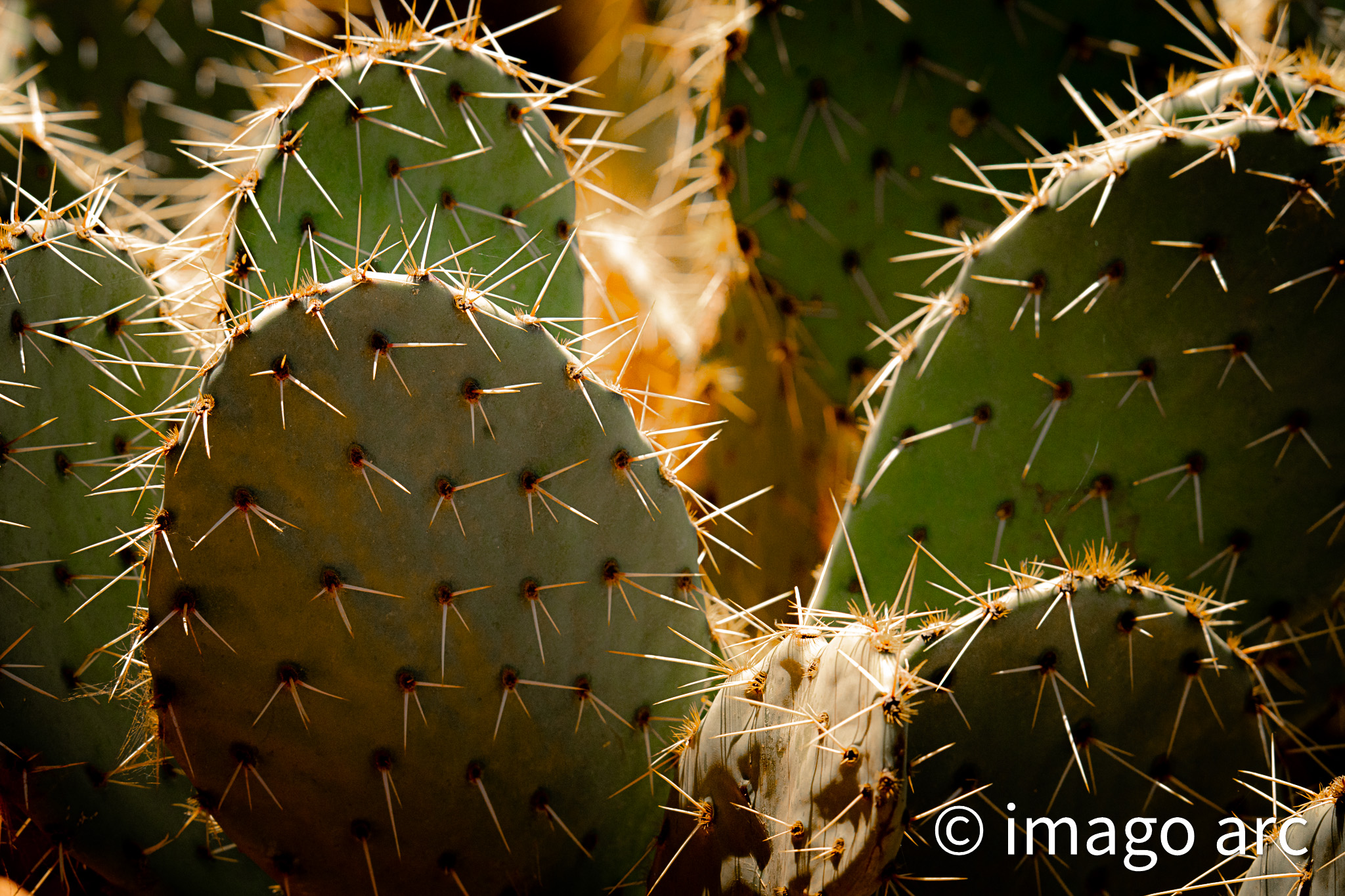 Prickly