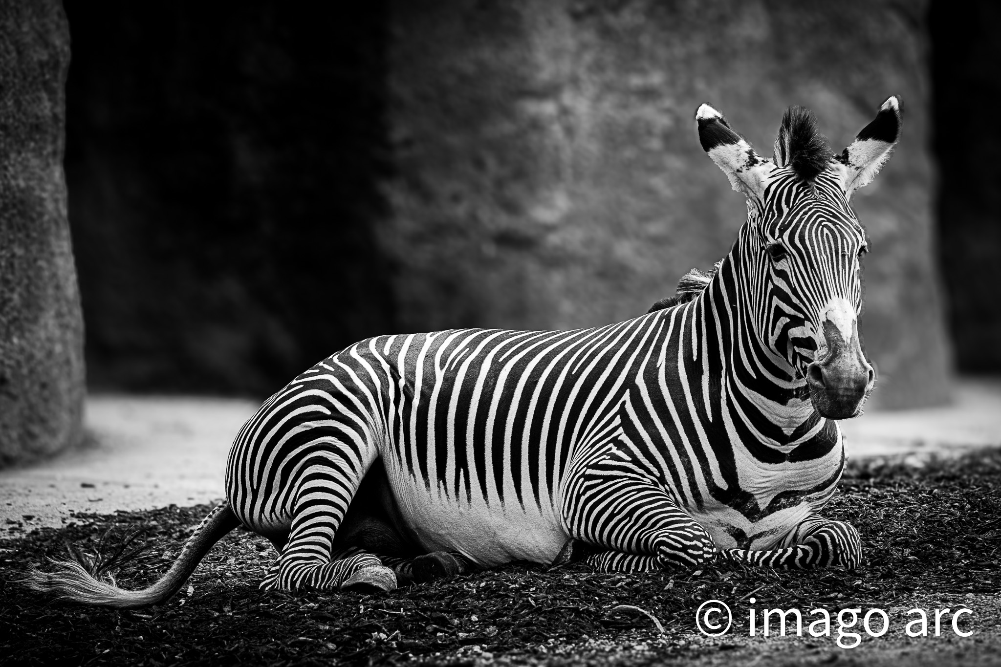 Monochrome Majesty