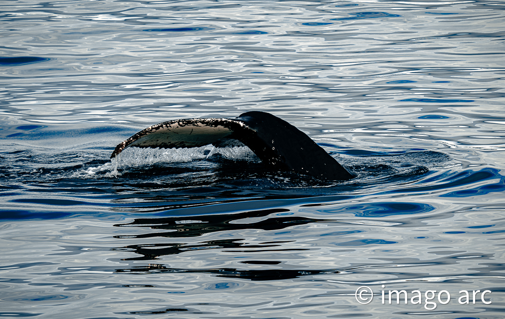 Flipper