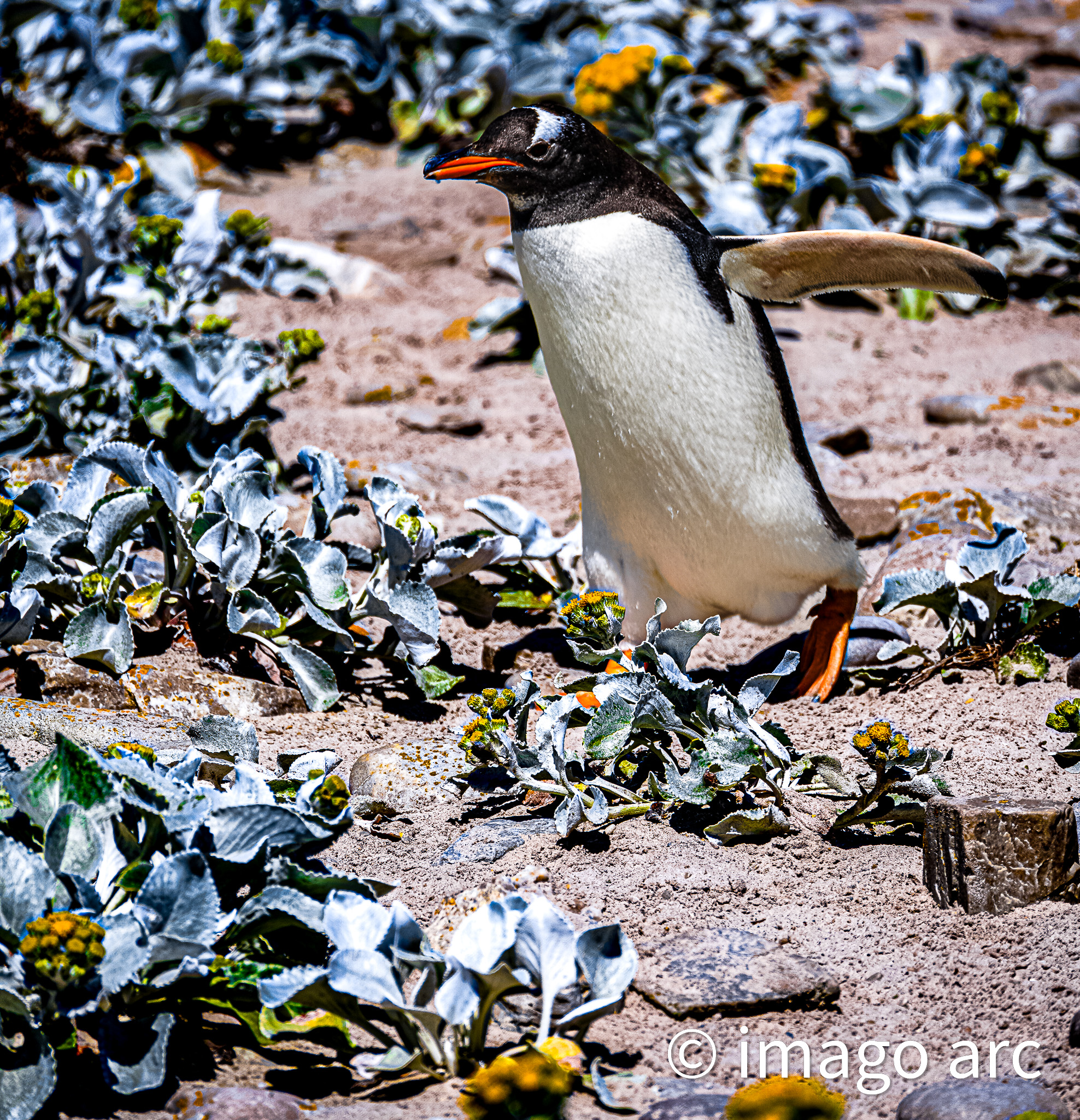 Waddle Through the Flowers