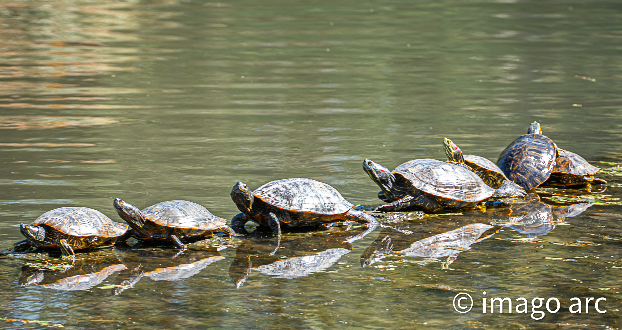 Turtle Time