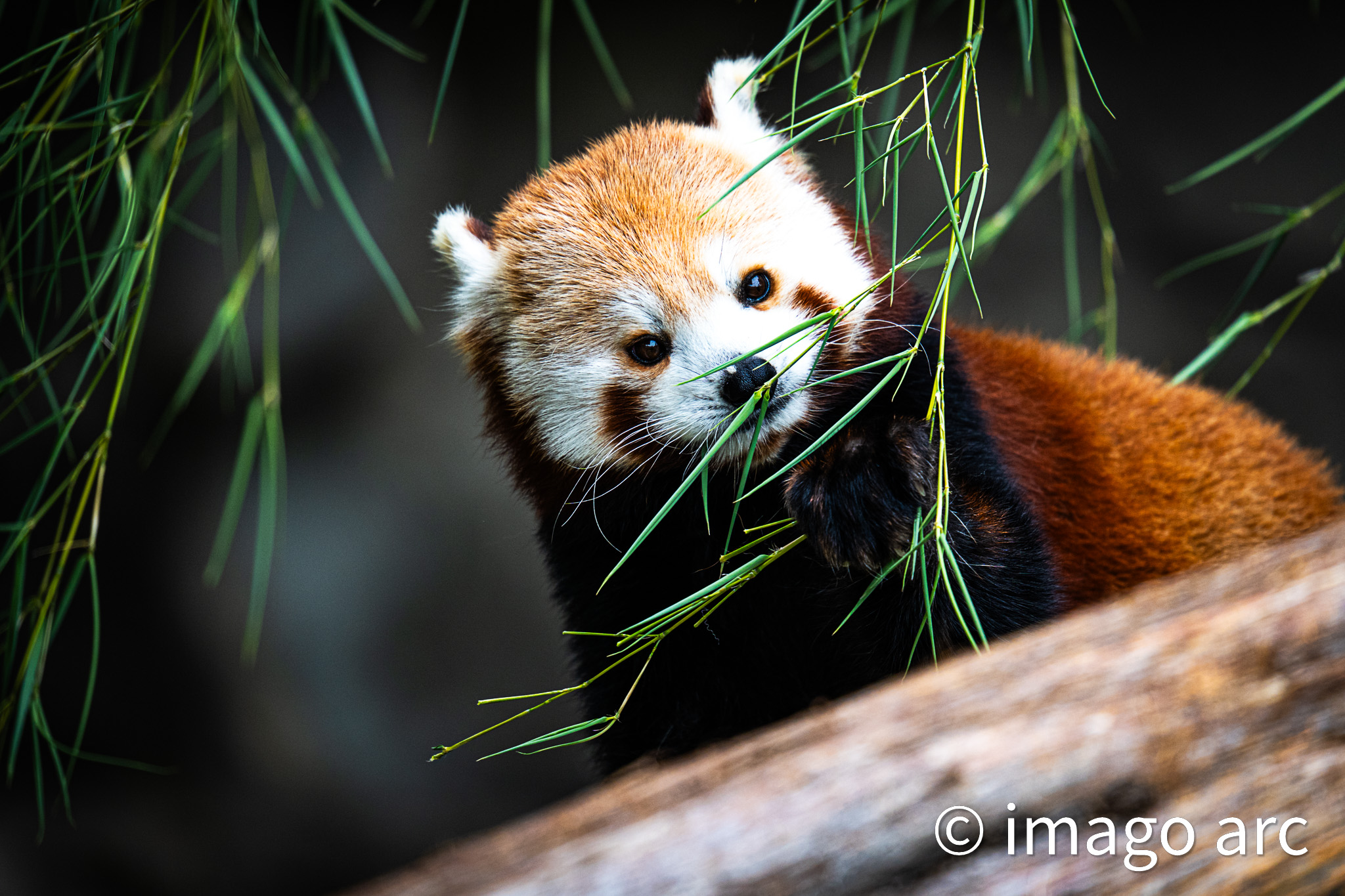 Bamboo Dreams
