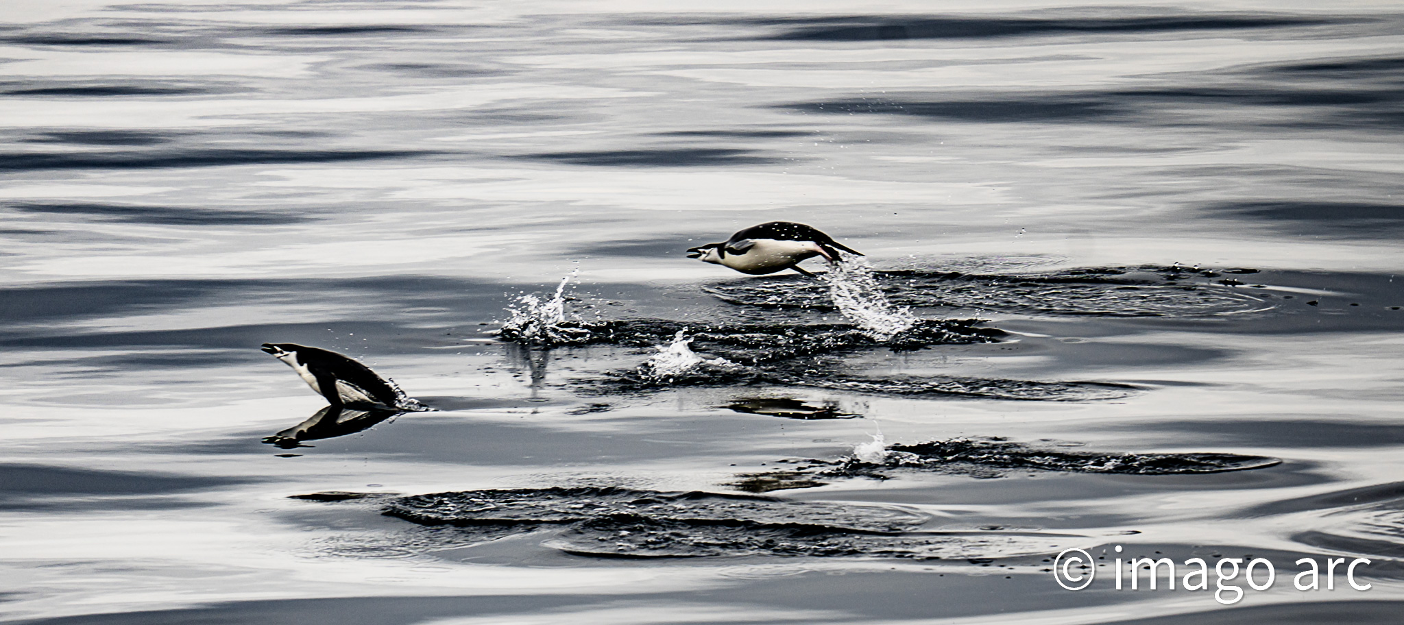 Penguin Parade