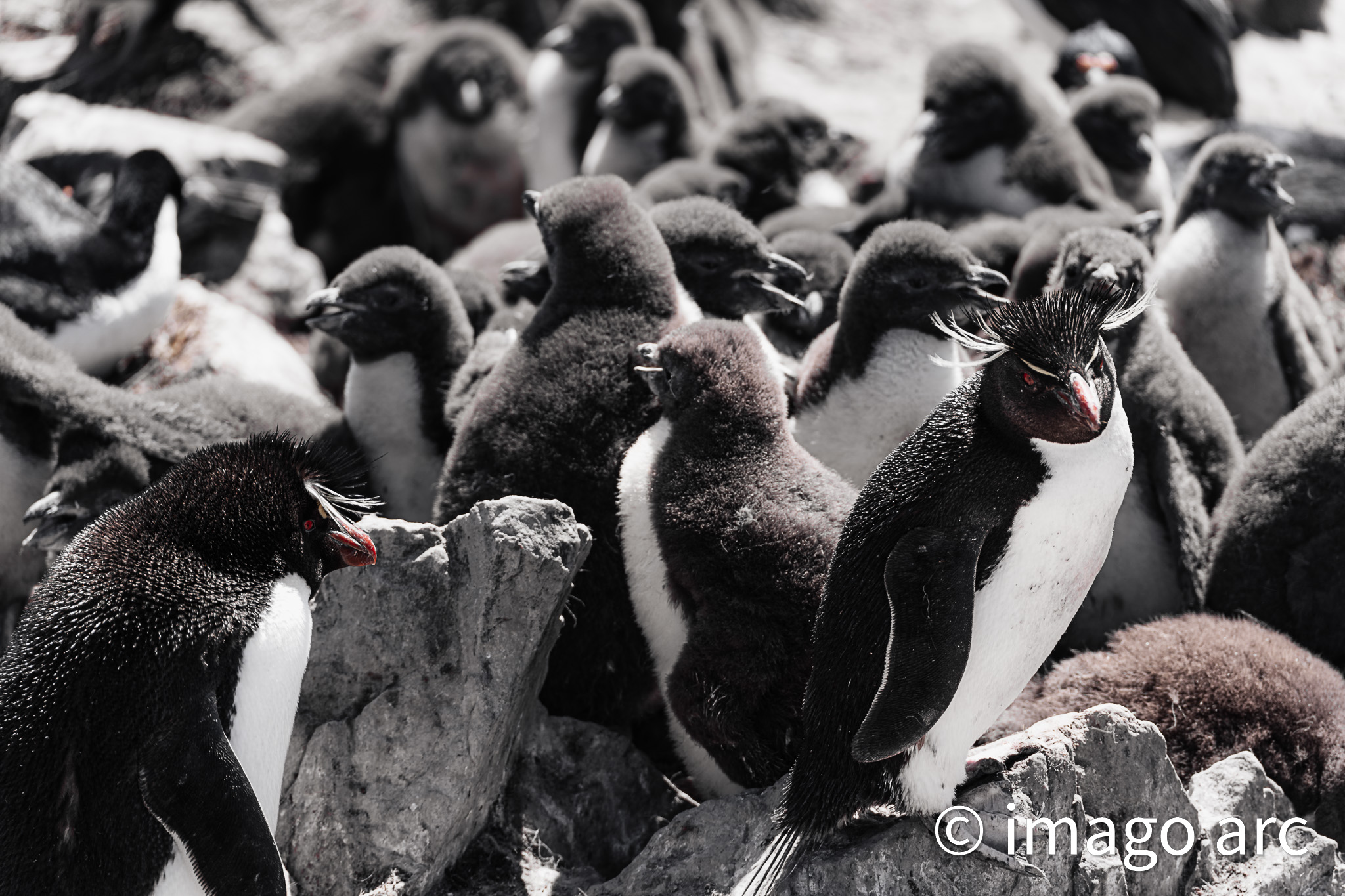 Formation