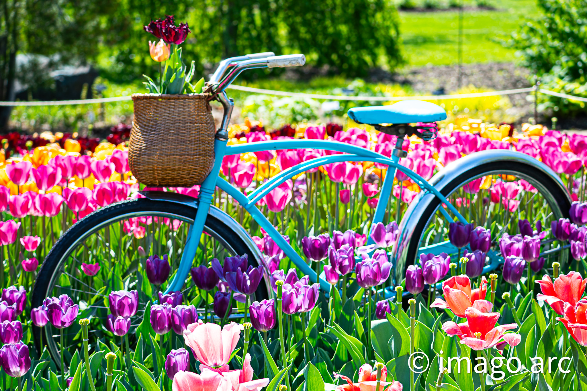 Bicycle Built for TUlips