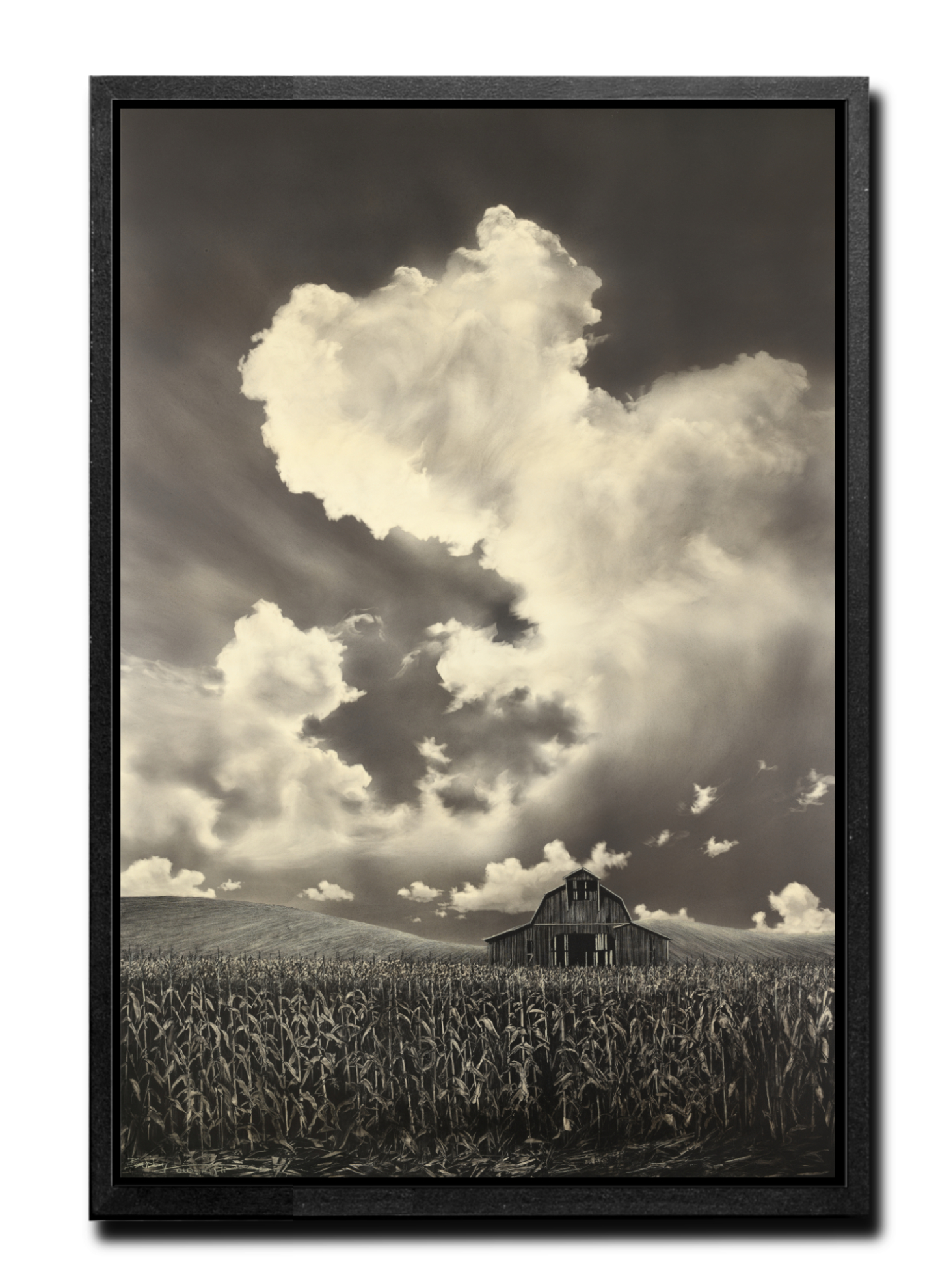 KENTUCKY CORN 34X50