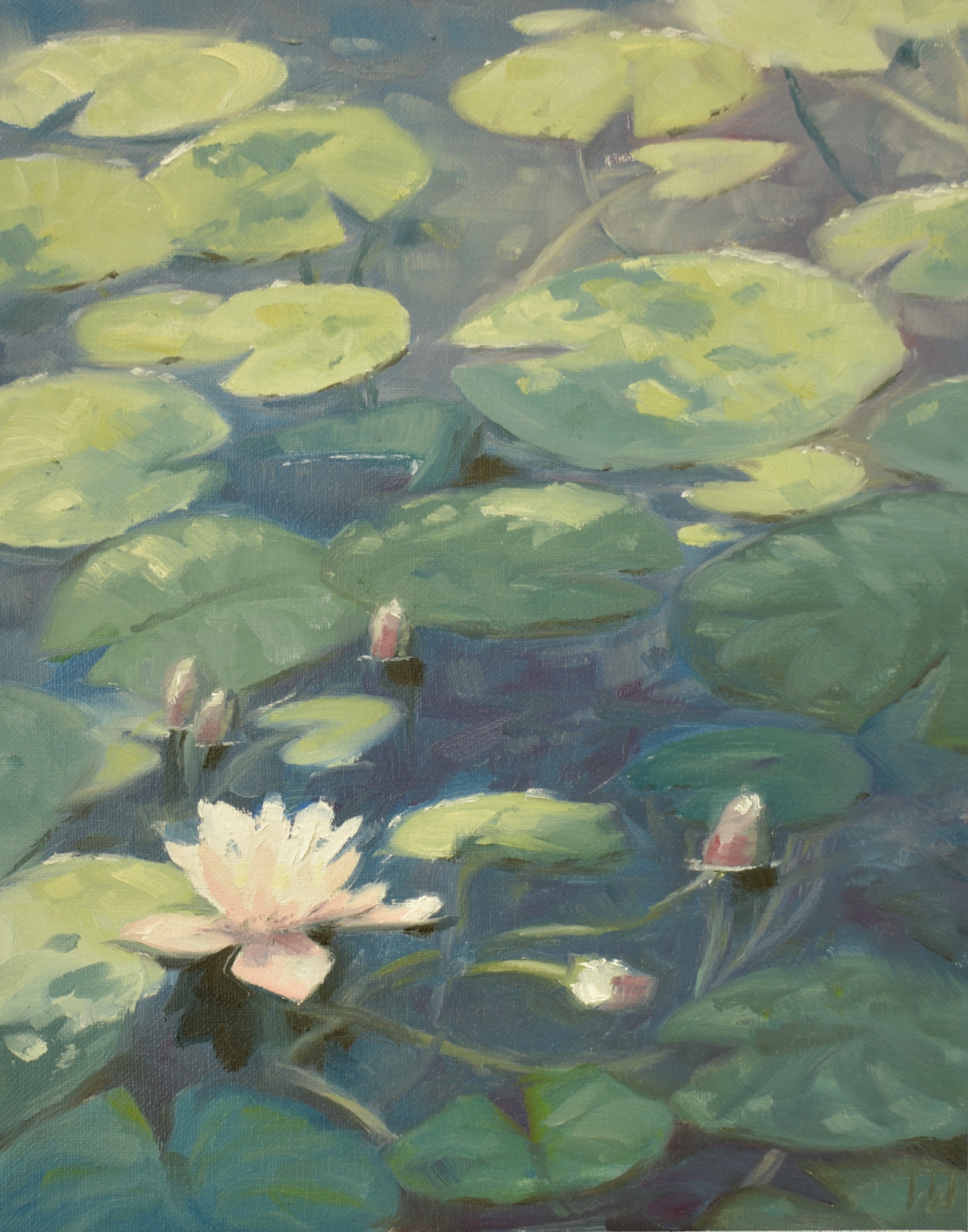 Water Lily