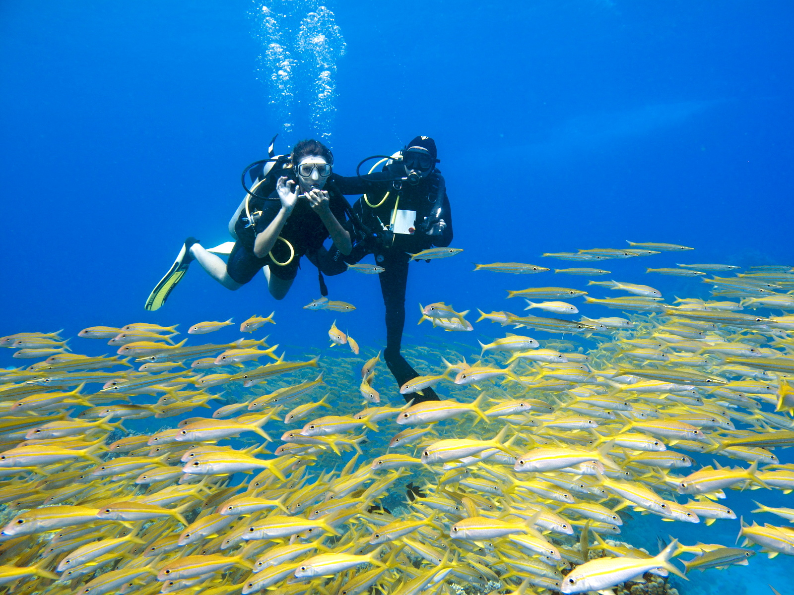diving + orange Bay