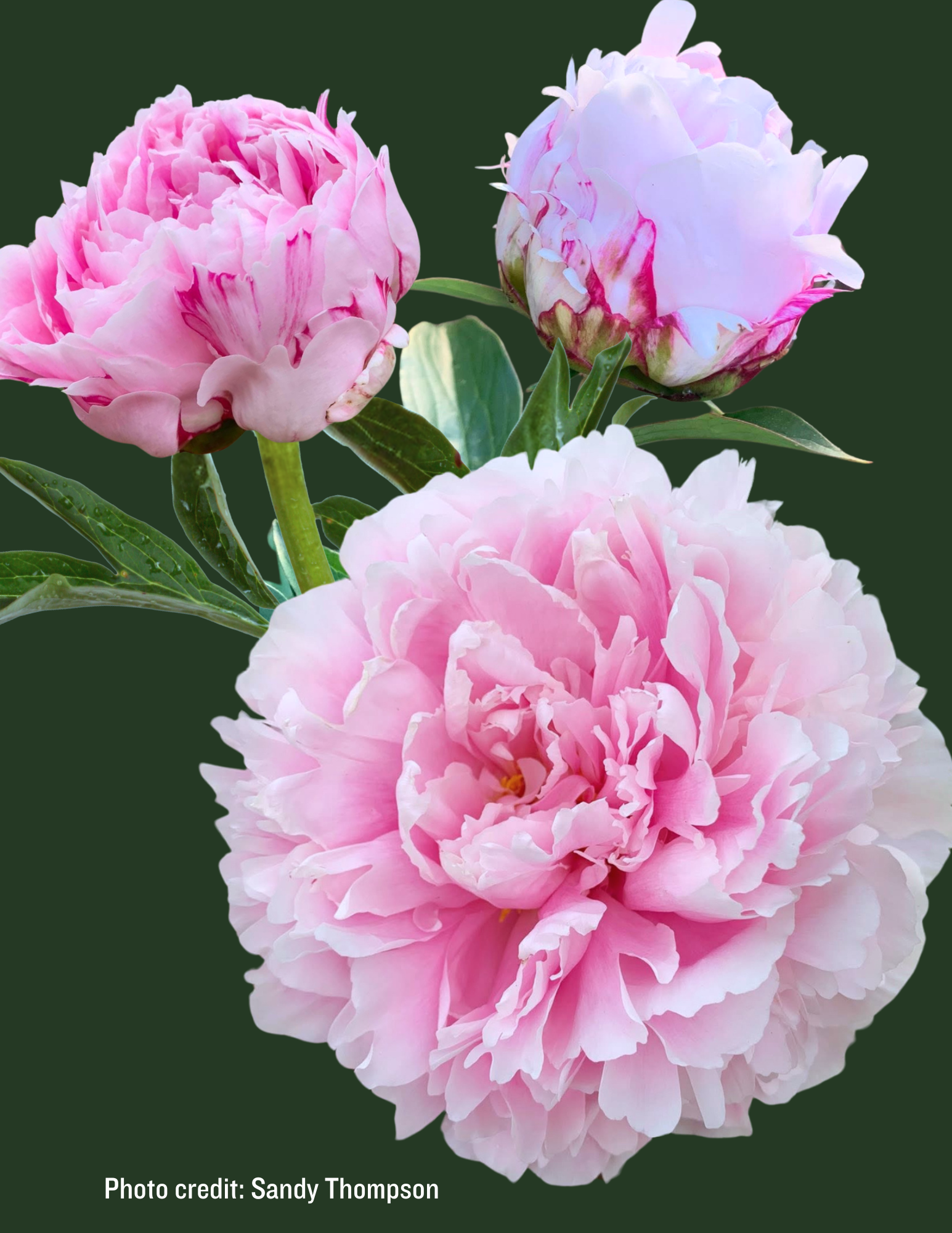 Peony Sarah Bernhardt