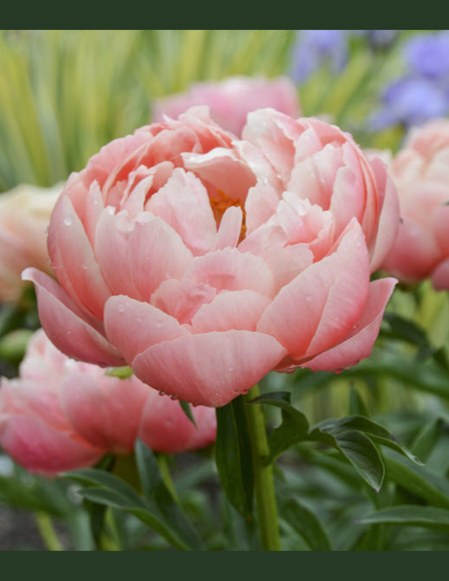 Peony Coral Charm