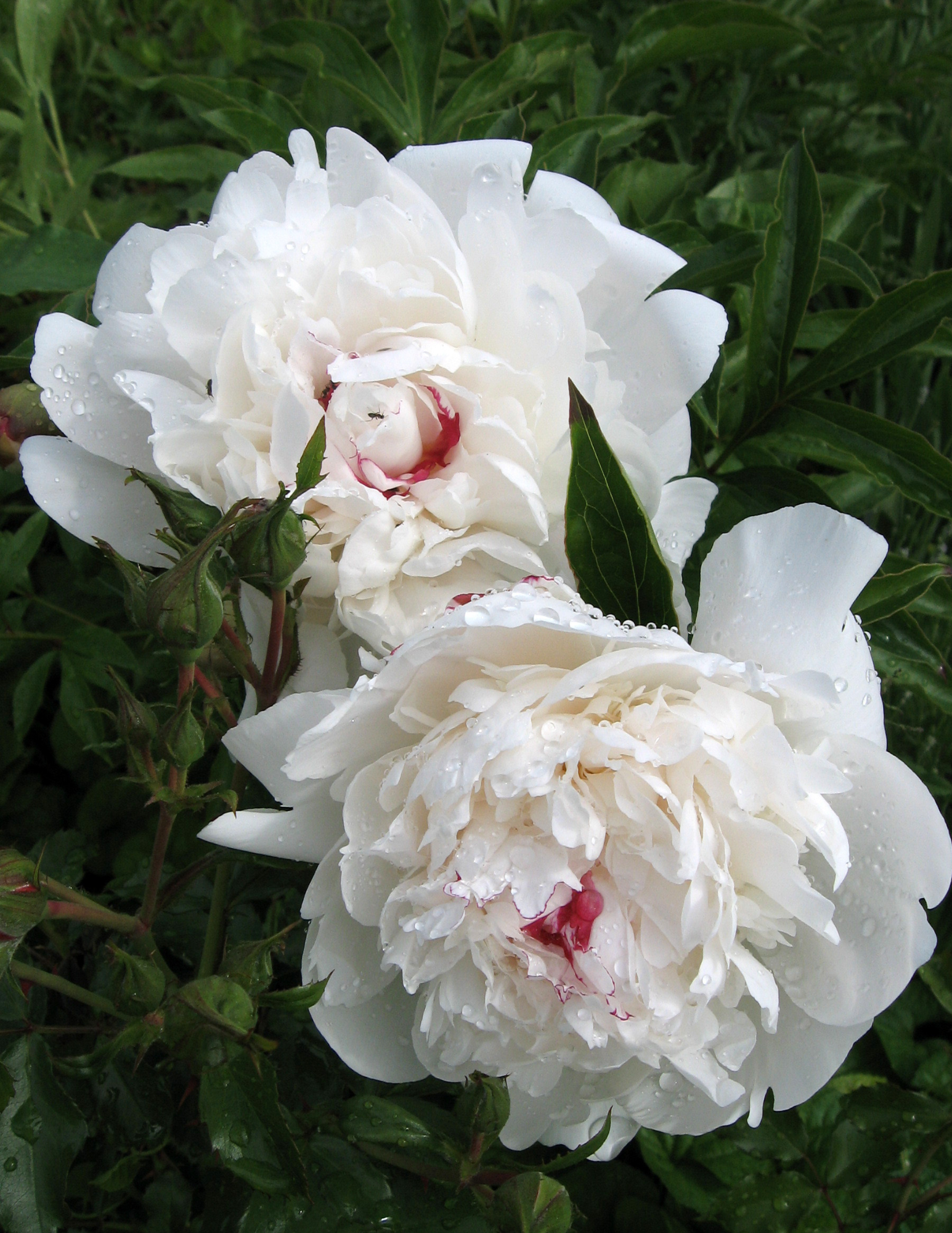 Peony Festiva Maxima