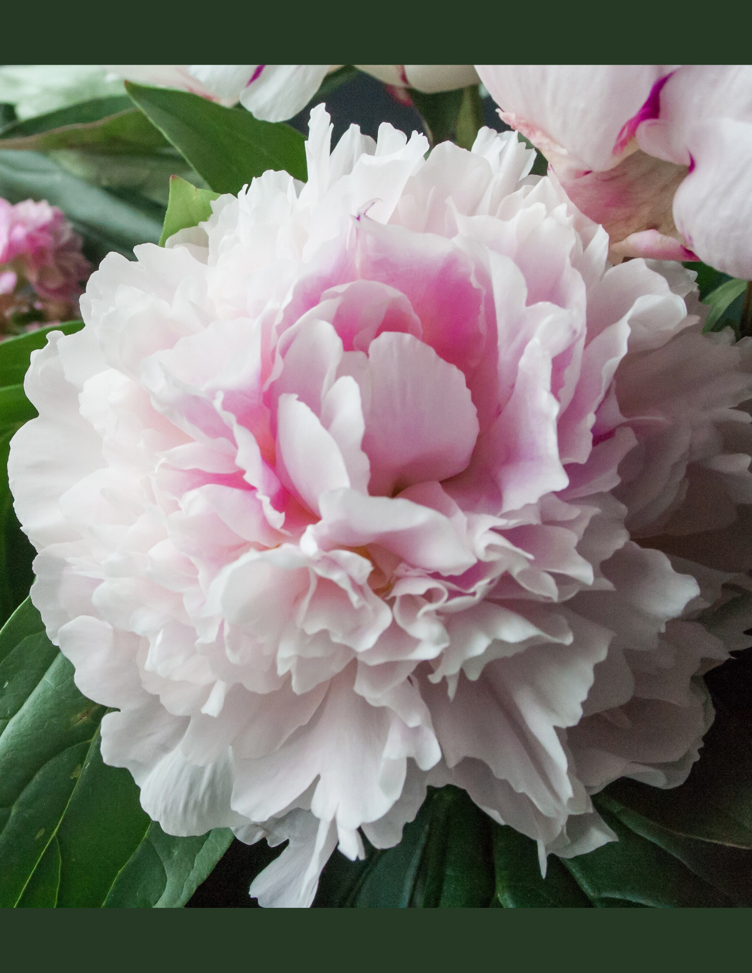 Peony Alertie