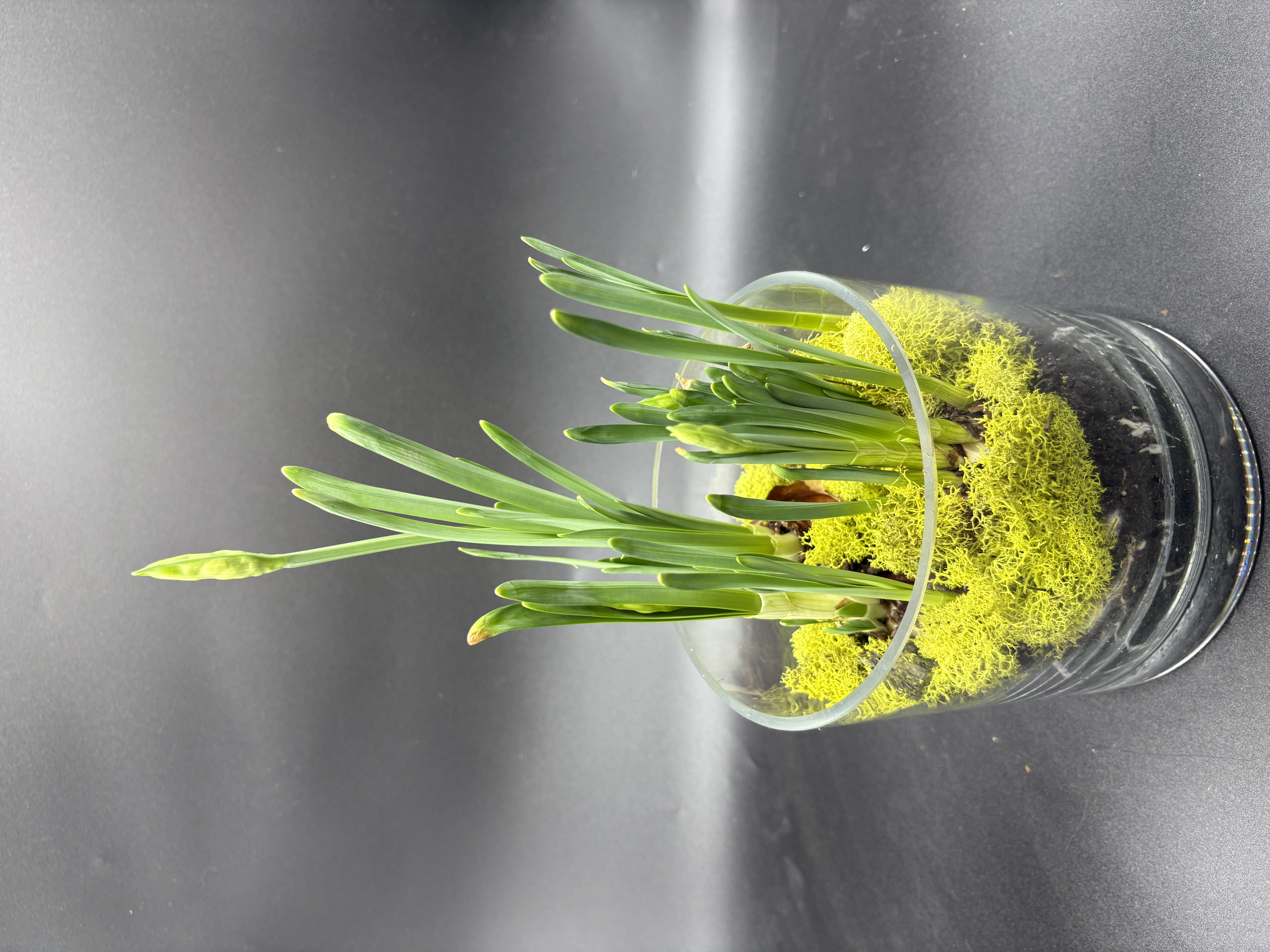 Potted Paperwhites - 4 bulb