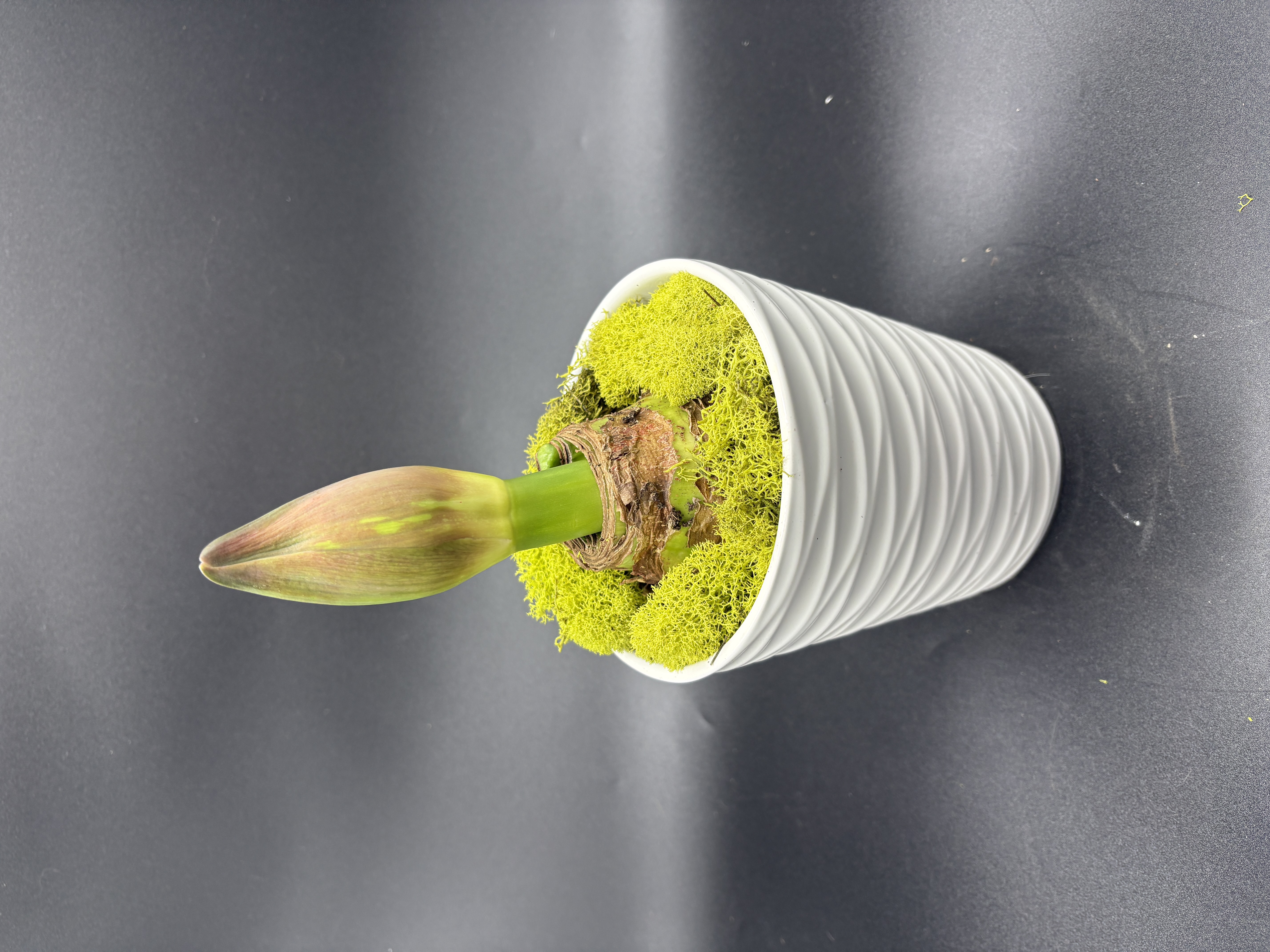 Potted Amaryllis - 'Pink Bolero"