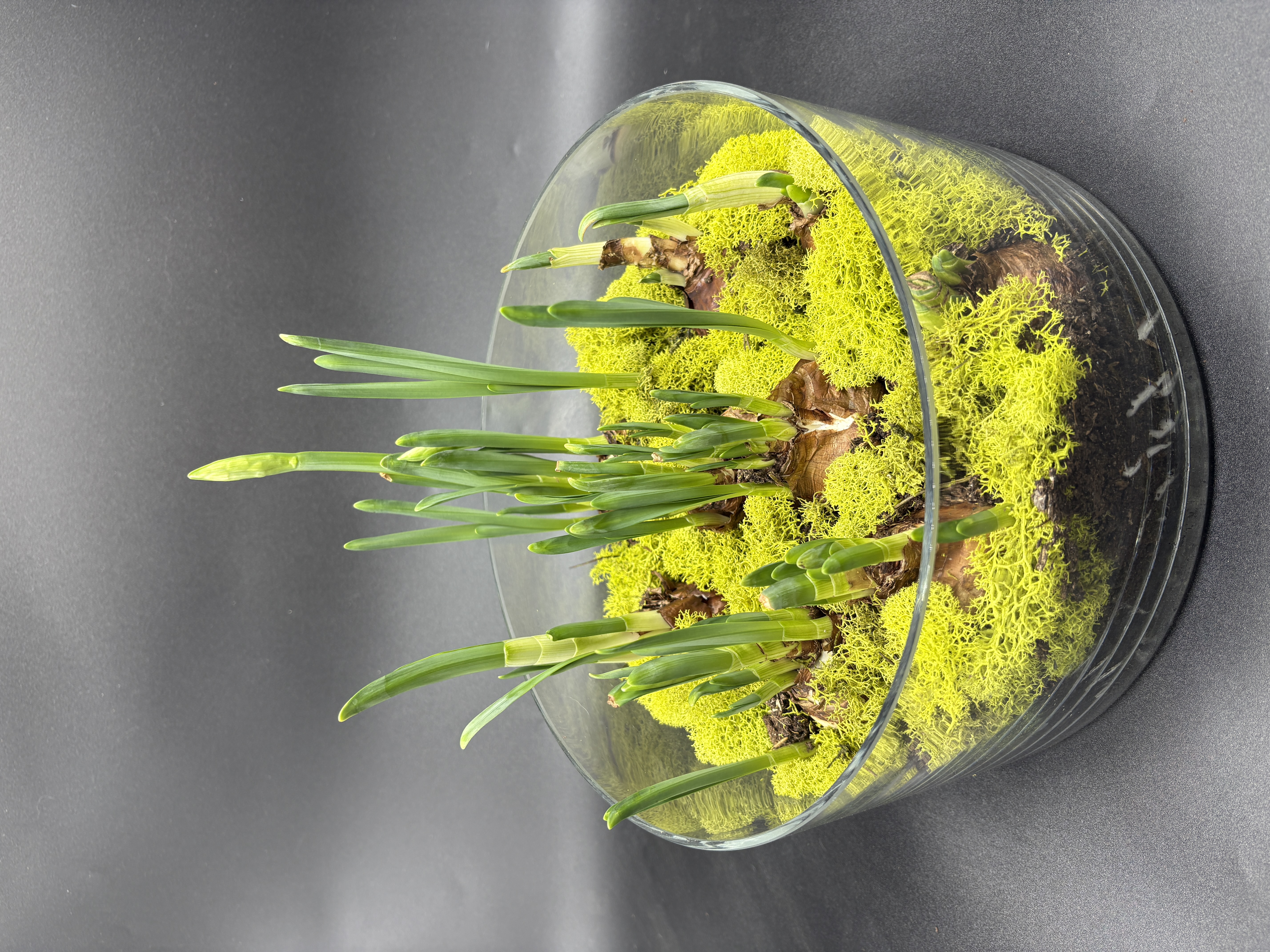 Potted Paperwhites - 6 bulb