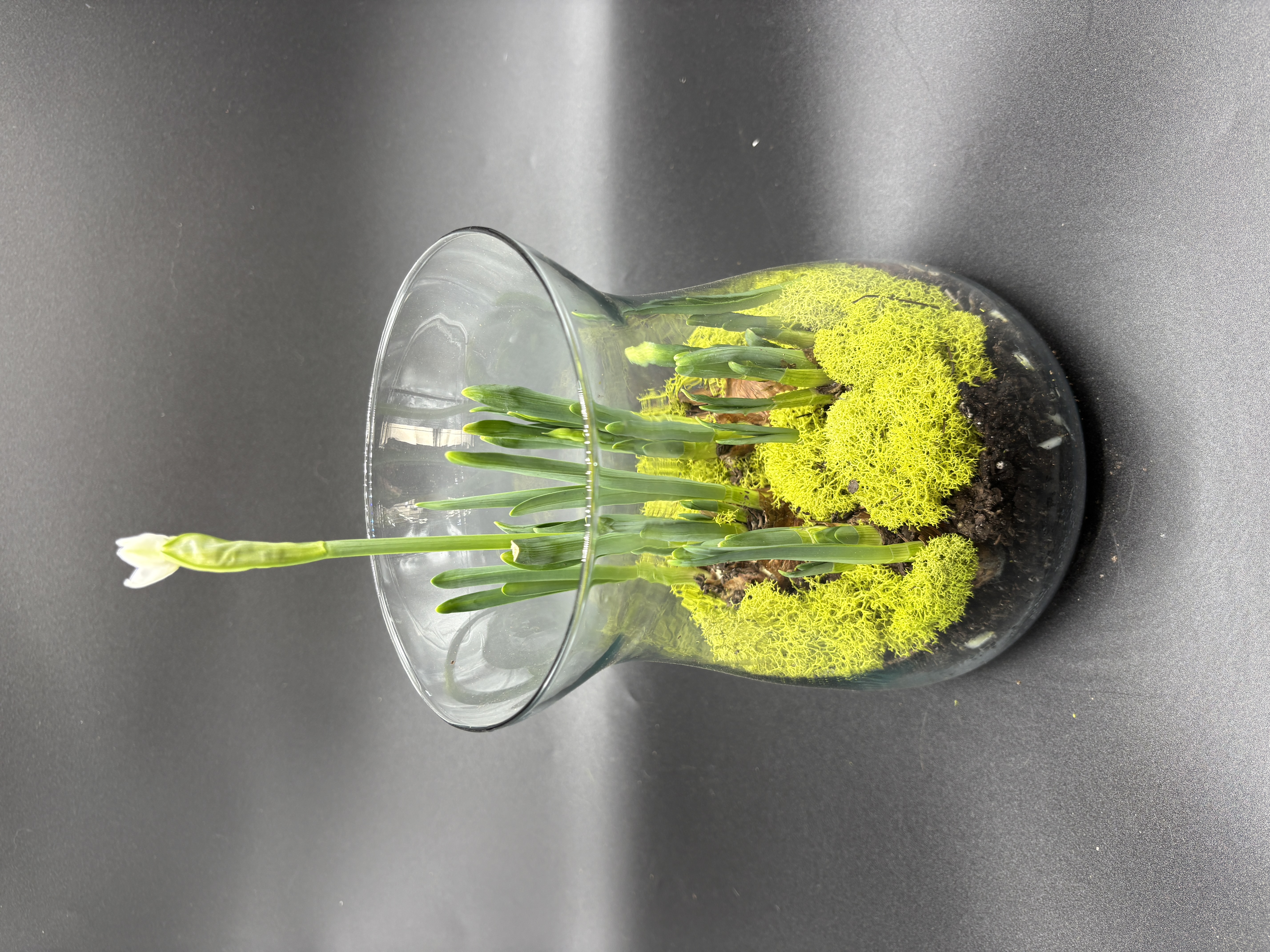 Potted Paperwhites - 4 bulb