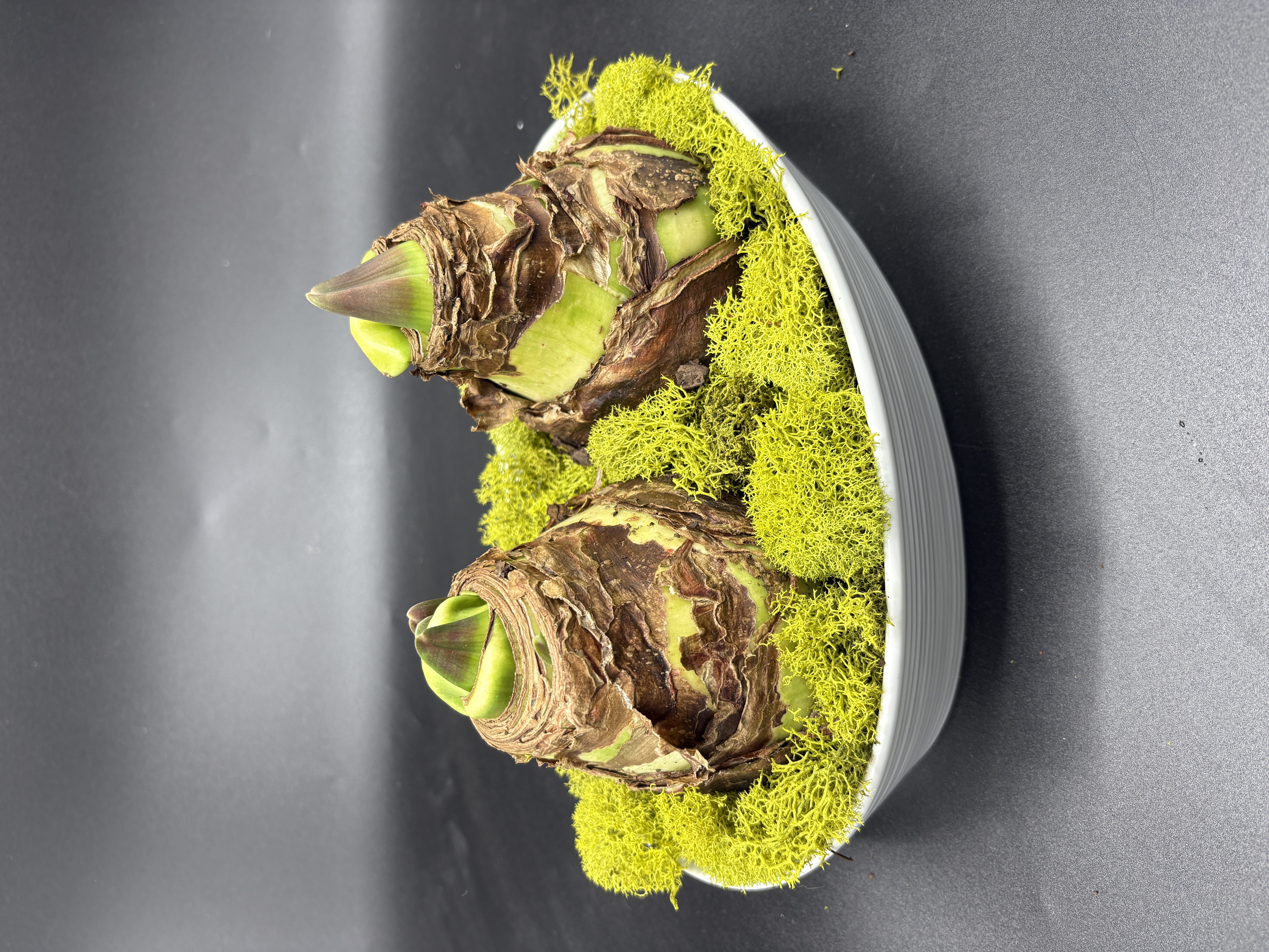 Potted Amaryllis - 'Pink Bolero"