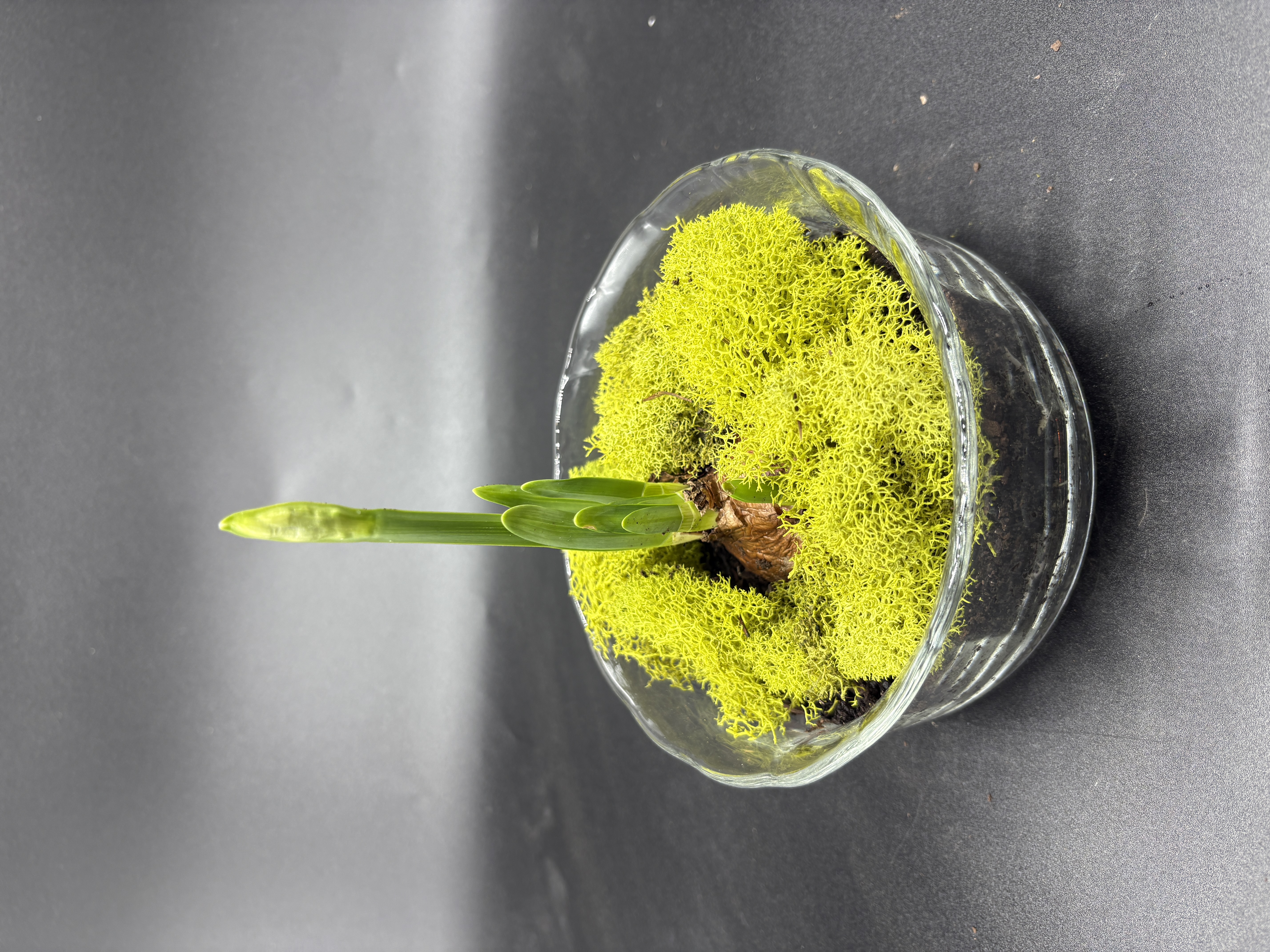 Potted Paperwhites - 1 bulb