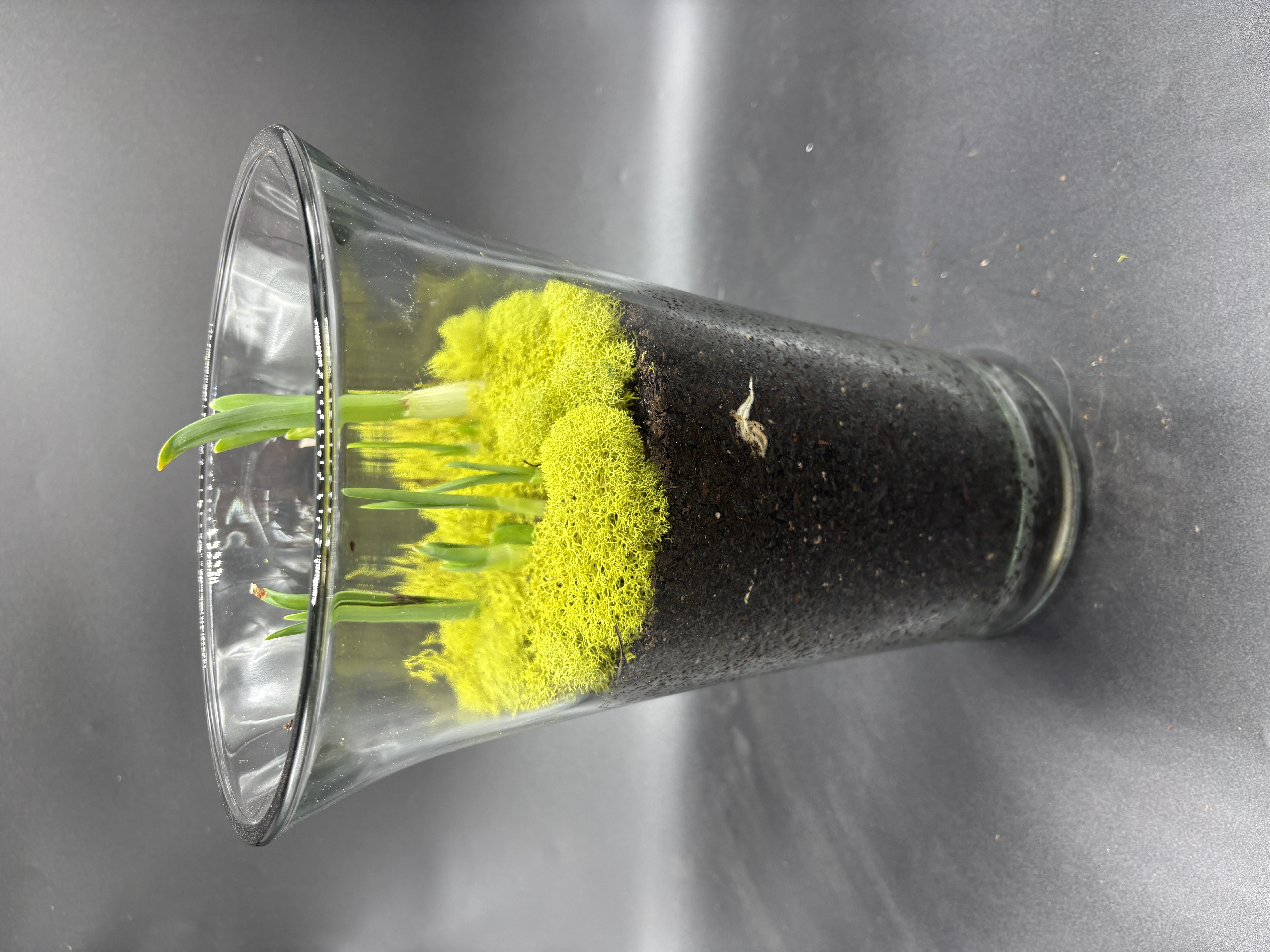 Potted Paperwhites - 4 bulb