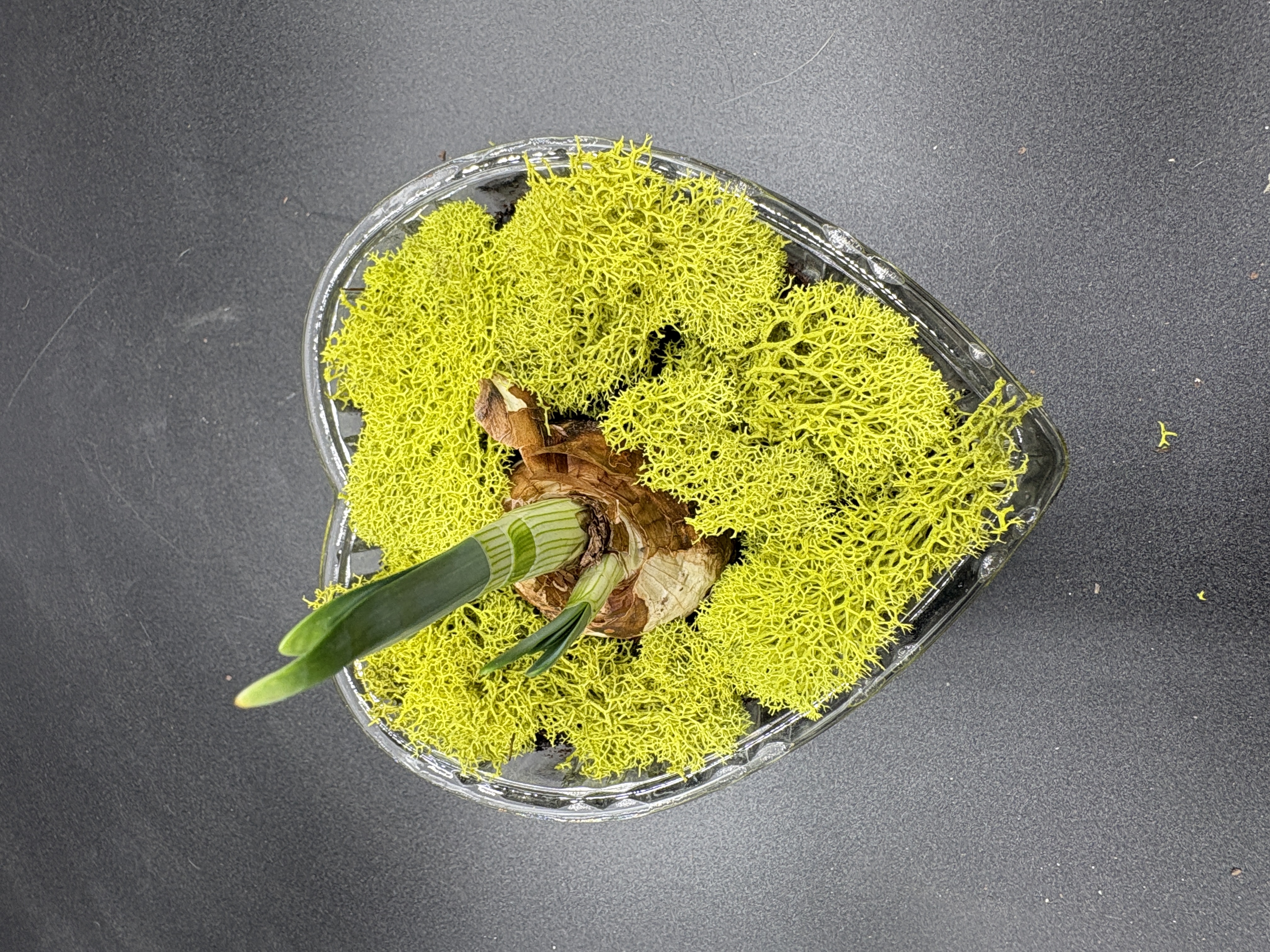 Potted Paperwhites - 1 bulb