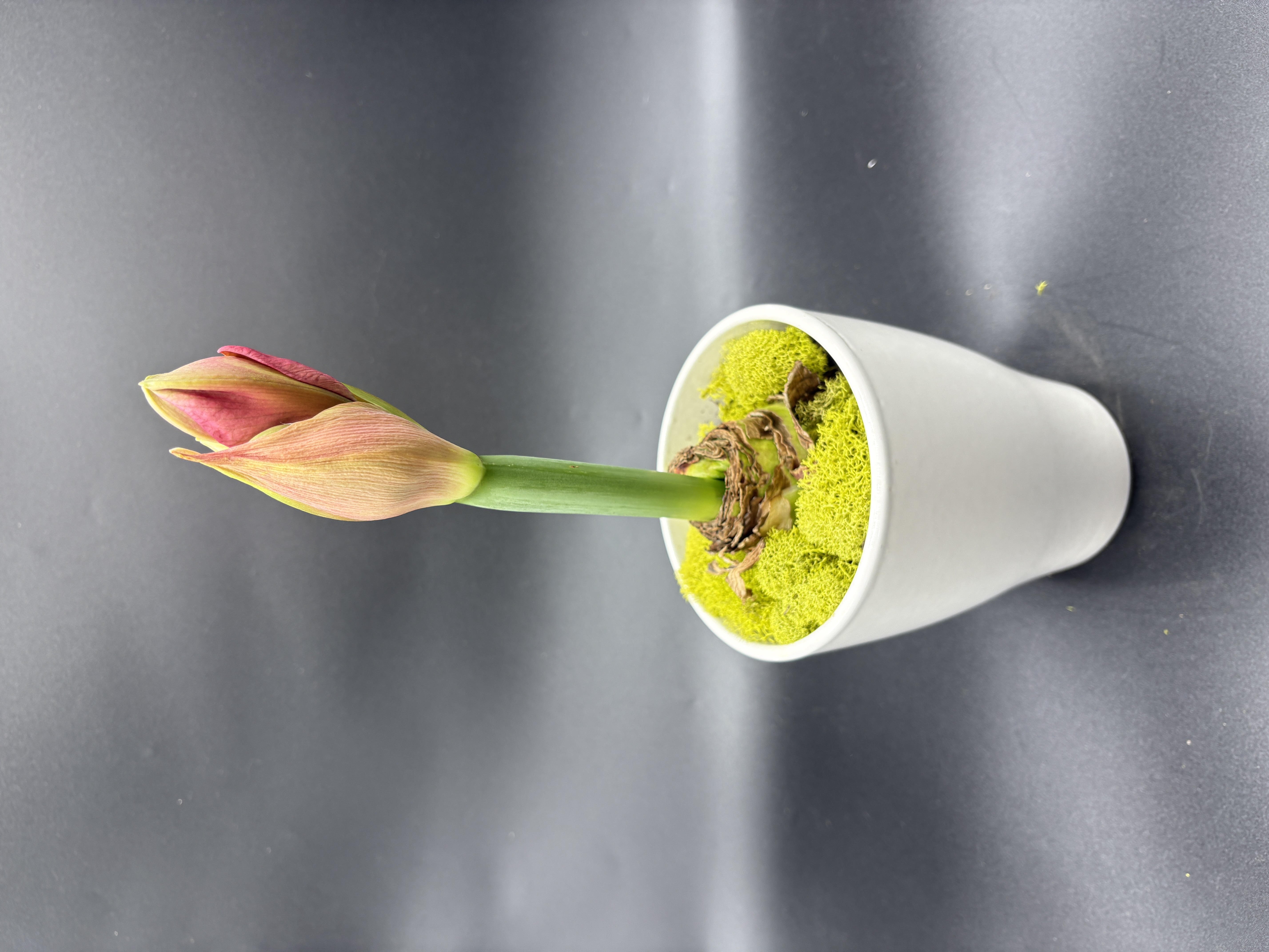 Potted Amaryllis - 'Pink Bolero"