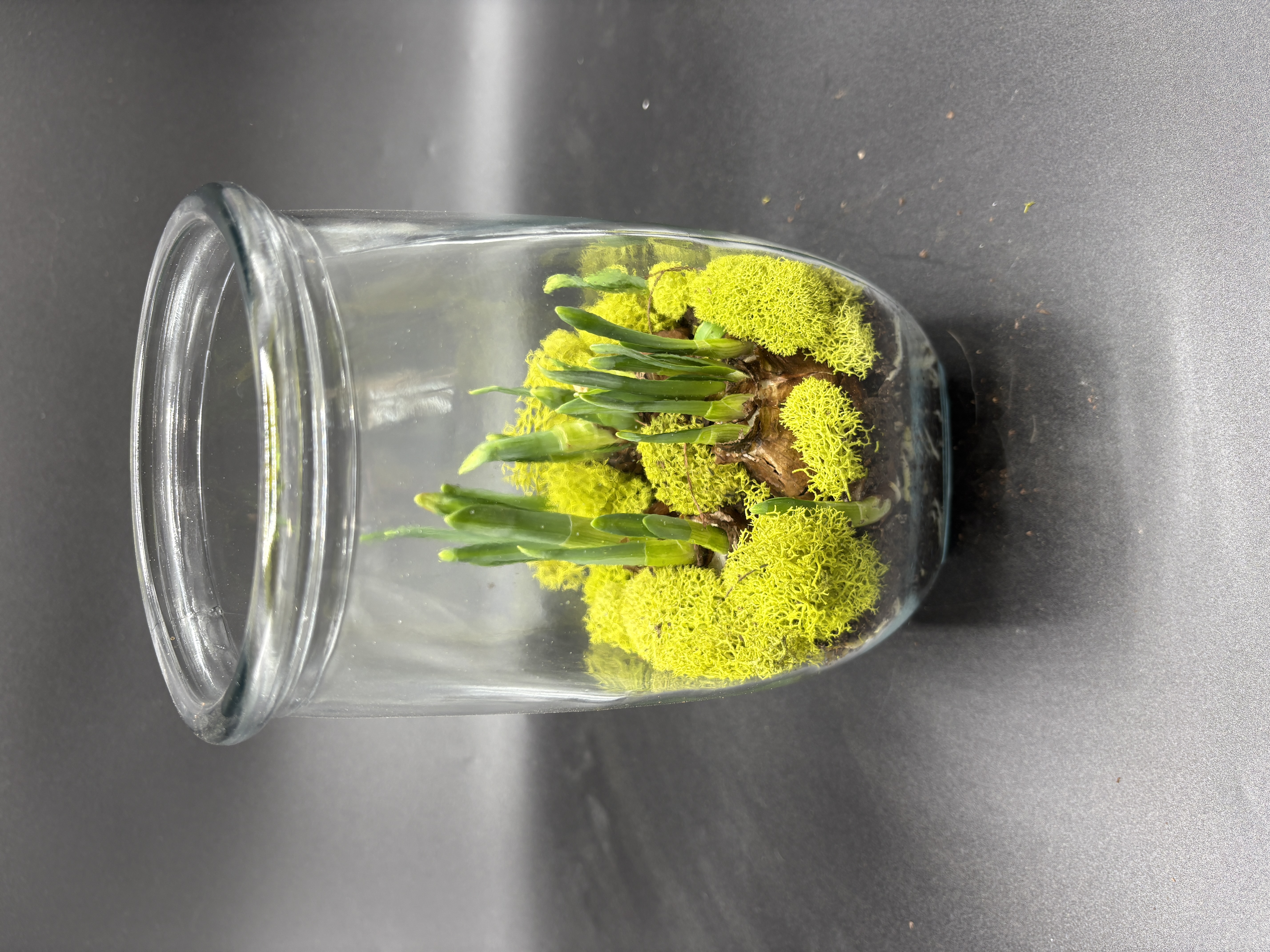 Potted Paperwhites - 4 bulb