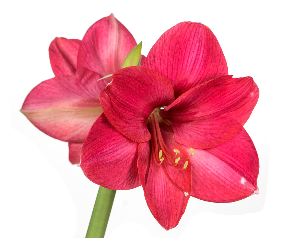 Potted Amaryllis - 'Pink Bolero"