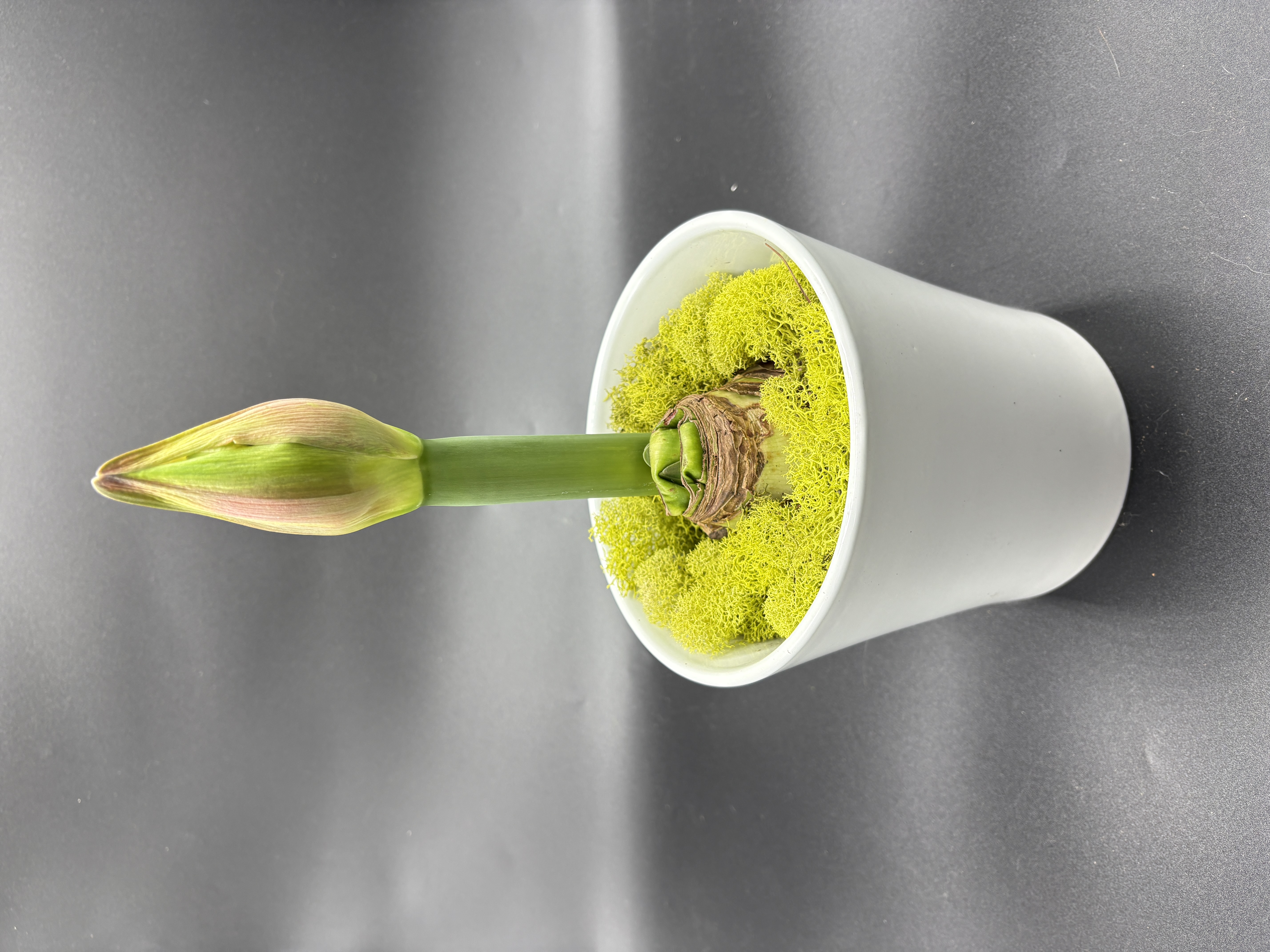 Potted Amaryllis - 'Pink Bolero"