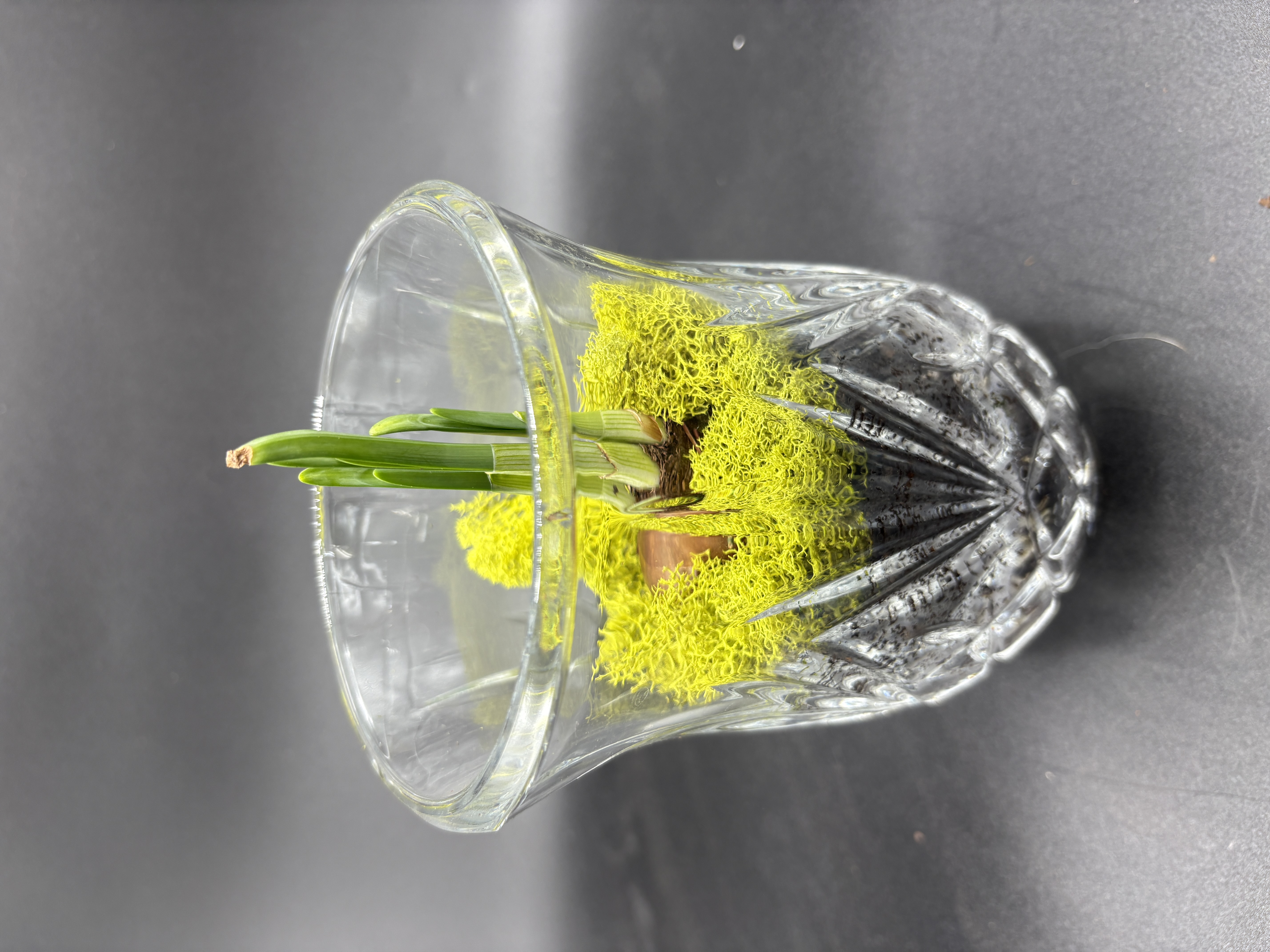 Potted Paperwhites - 1 bulb