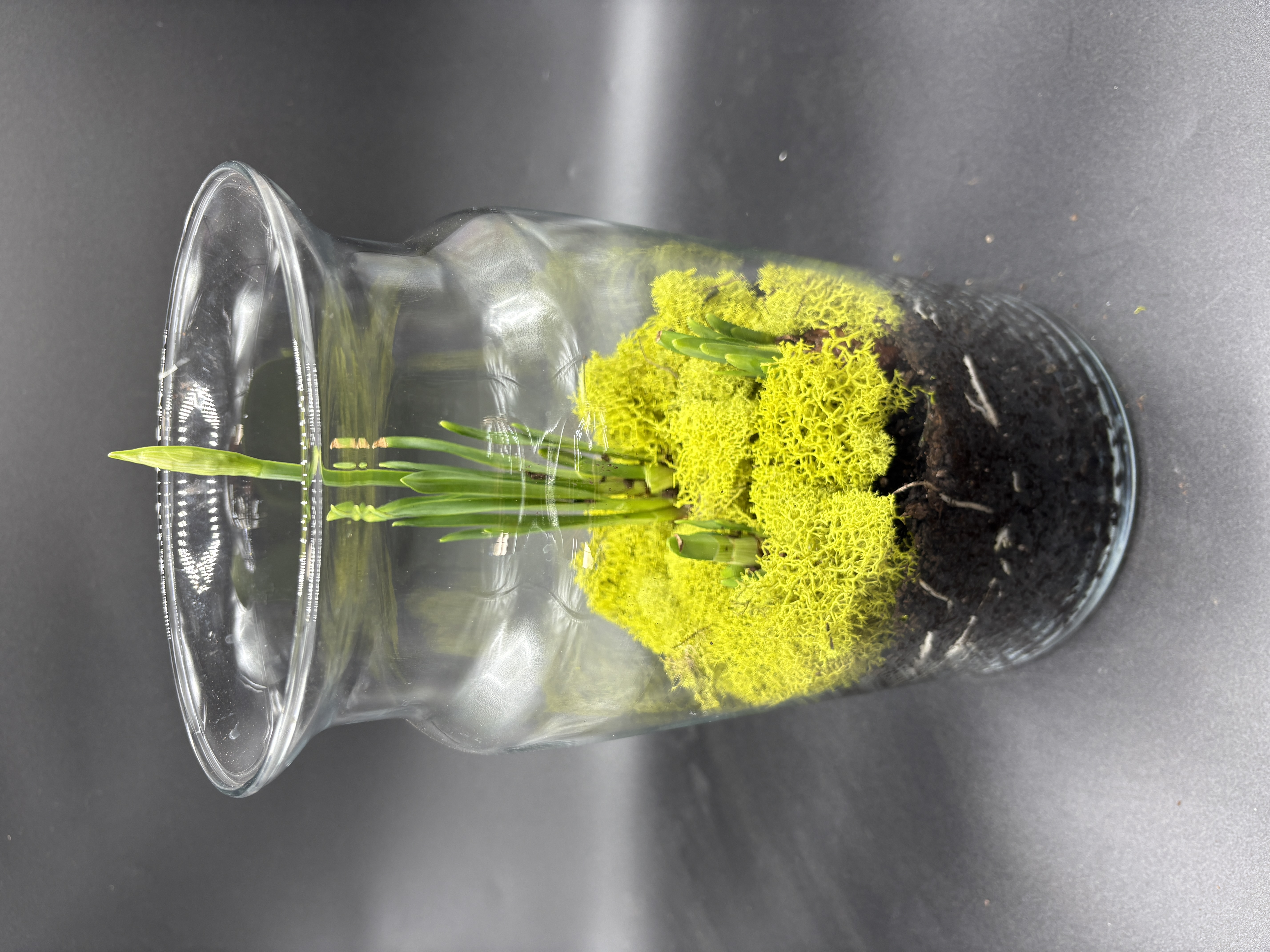 Potted Paperwhites - 4 bulb