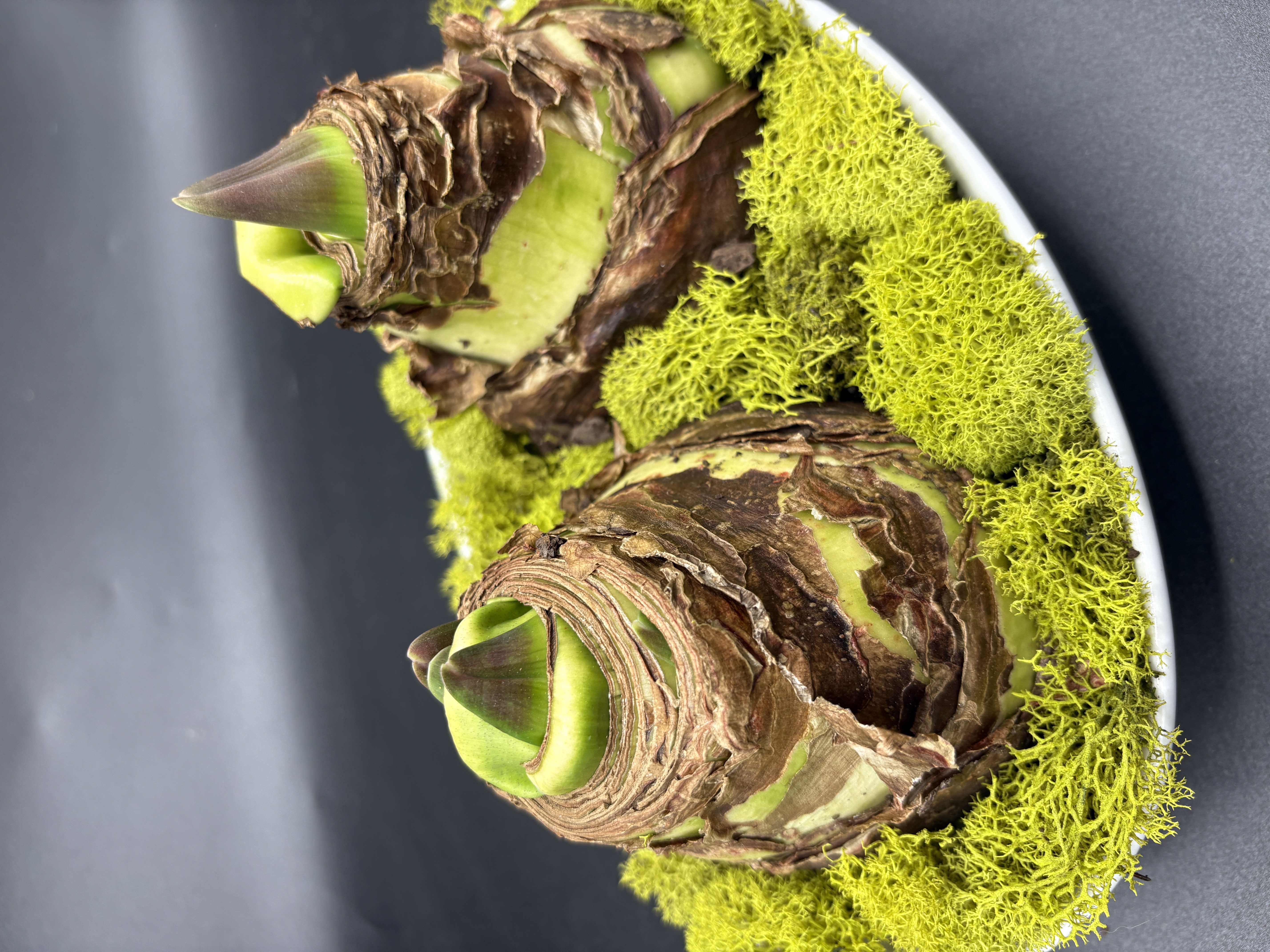 Potted Amaryllis - 'Pink Bolero"