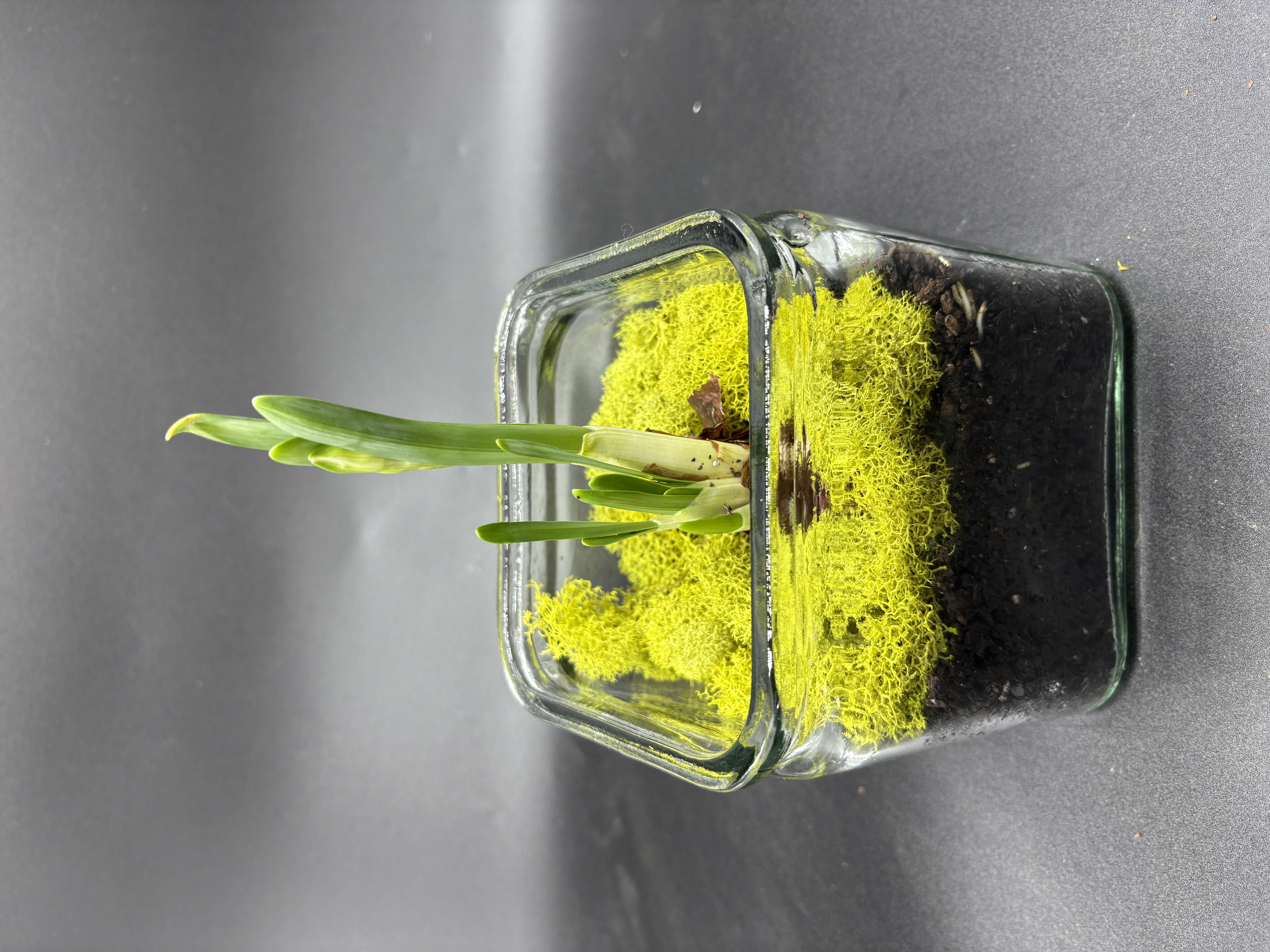 Potted Paperwhites - 1 bulb