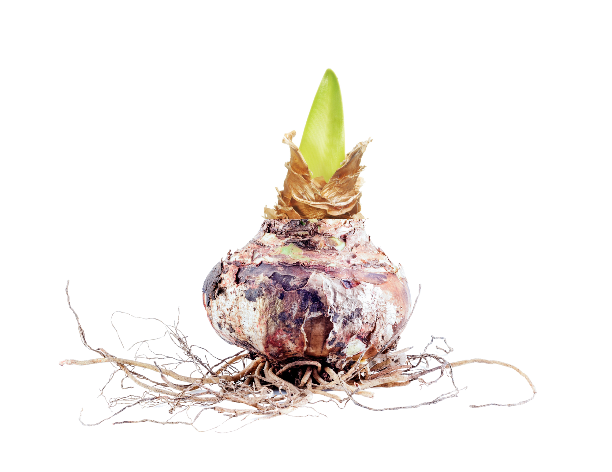 Amaryllis Bulb - 'Pink Bolero"