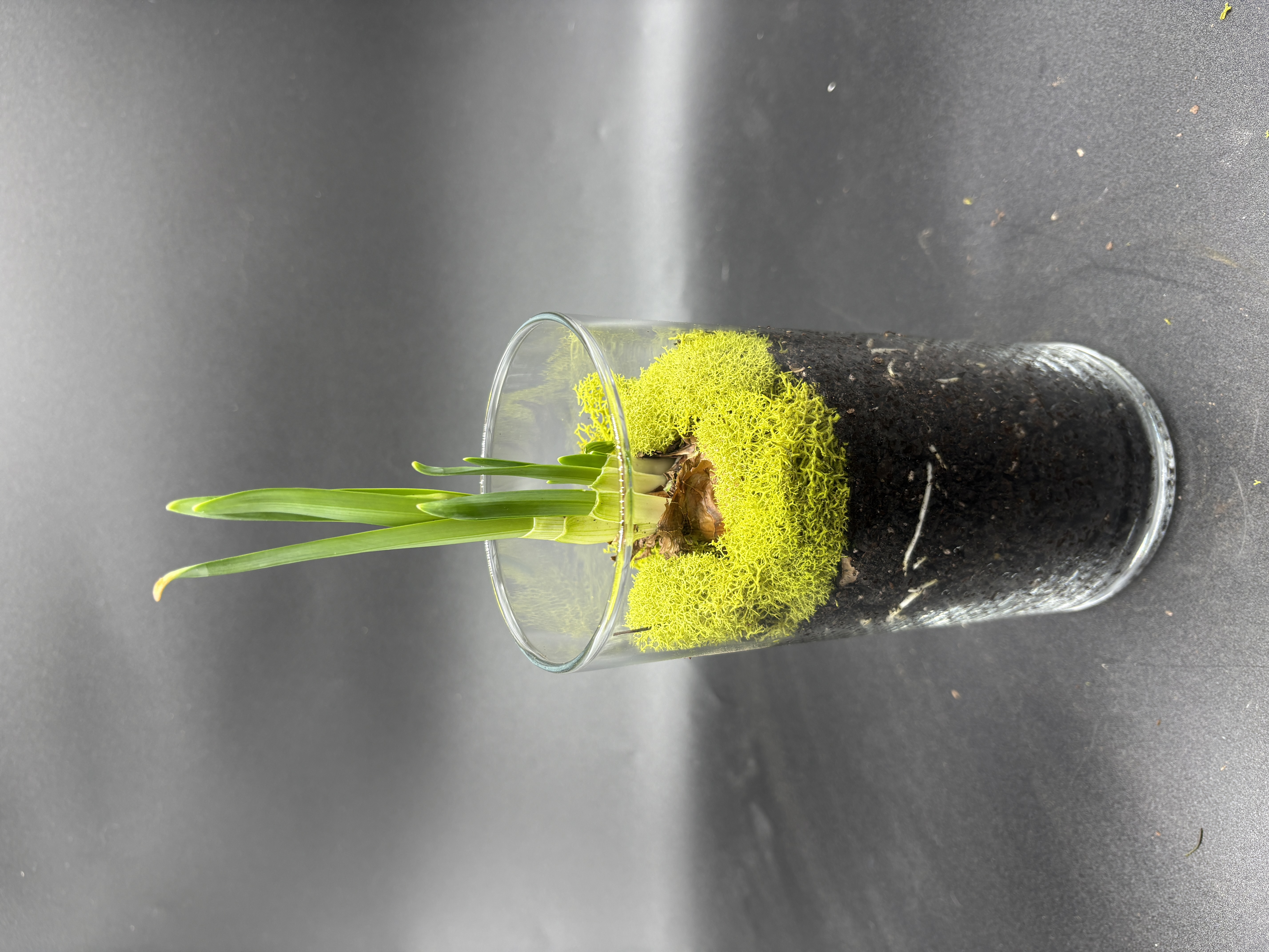 Potted Paperwhites - 1 bulb